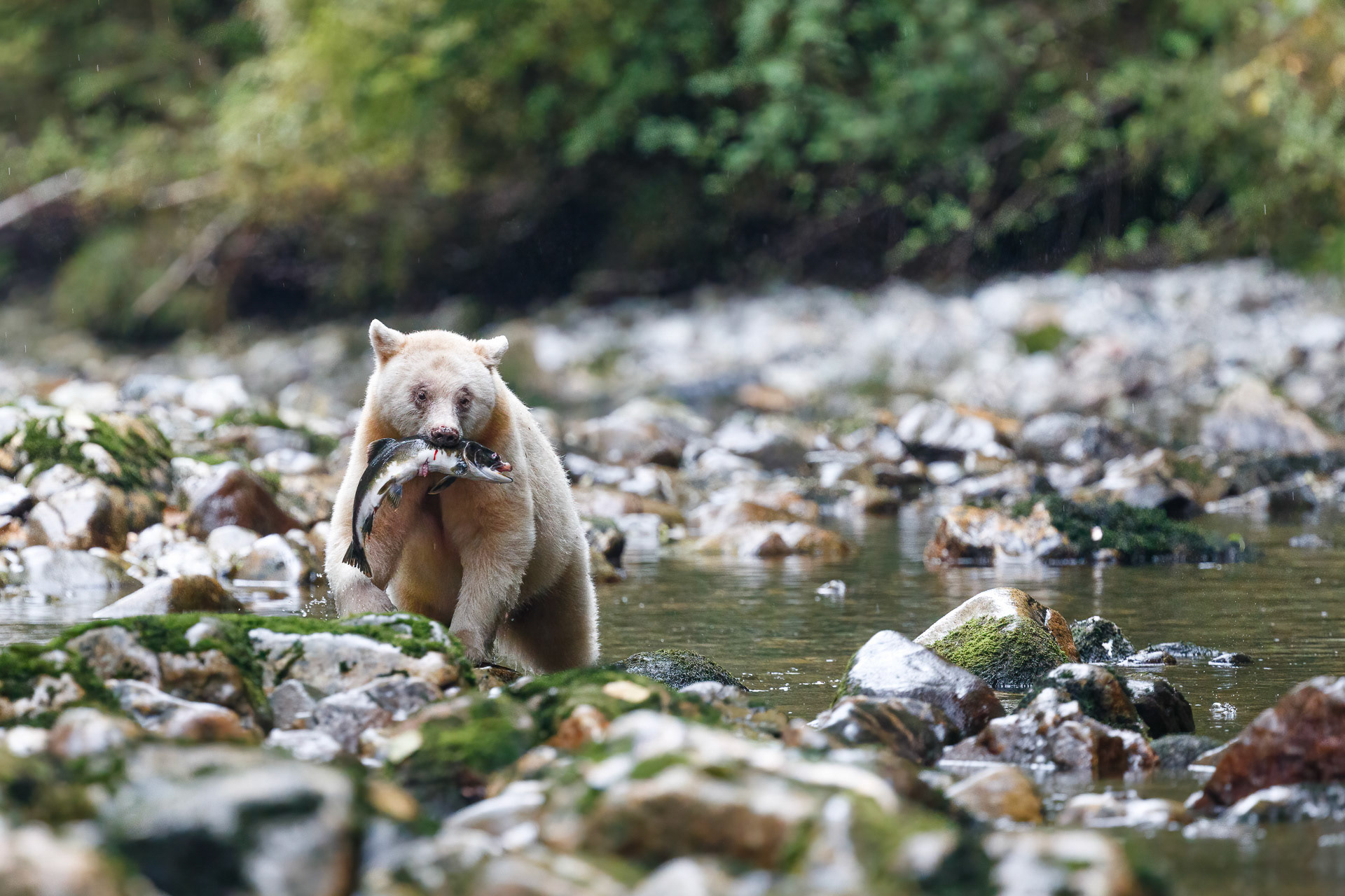 Spirit Bear - Great Bear Rainforest, Canada