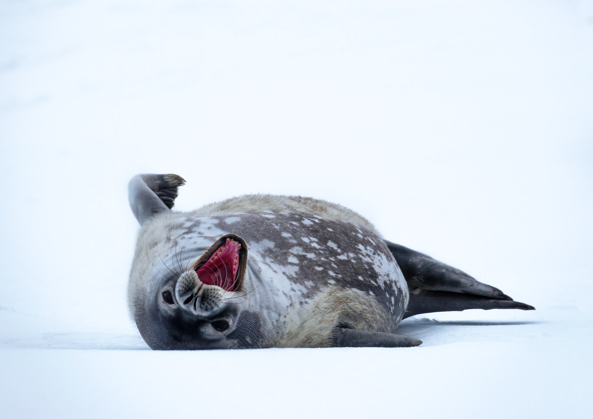 Weddell Seal - Near Brown Station, Northwest Antarctic Peninsula