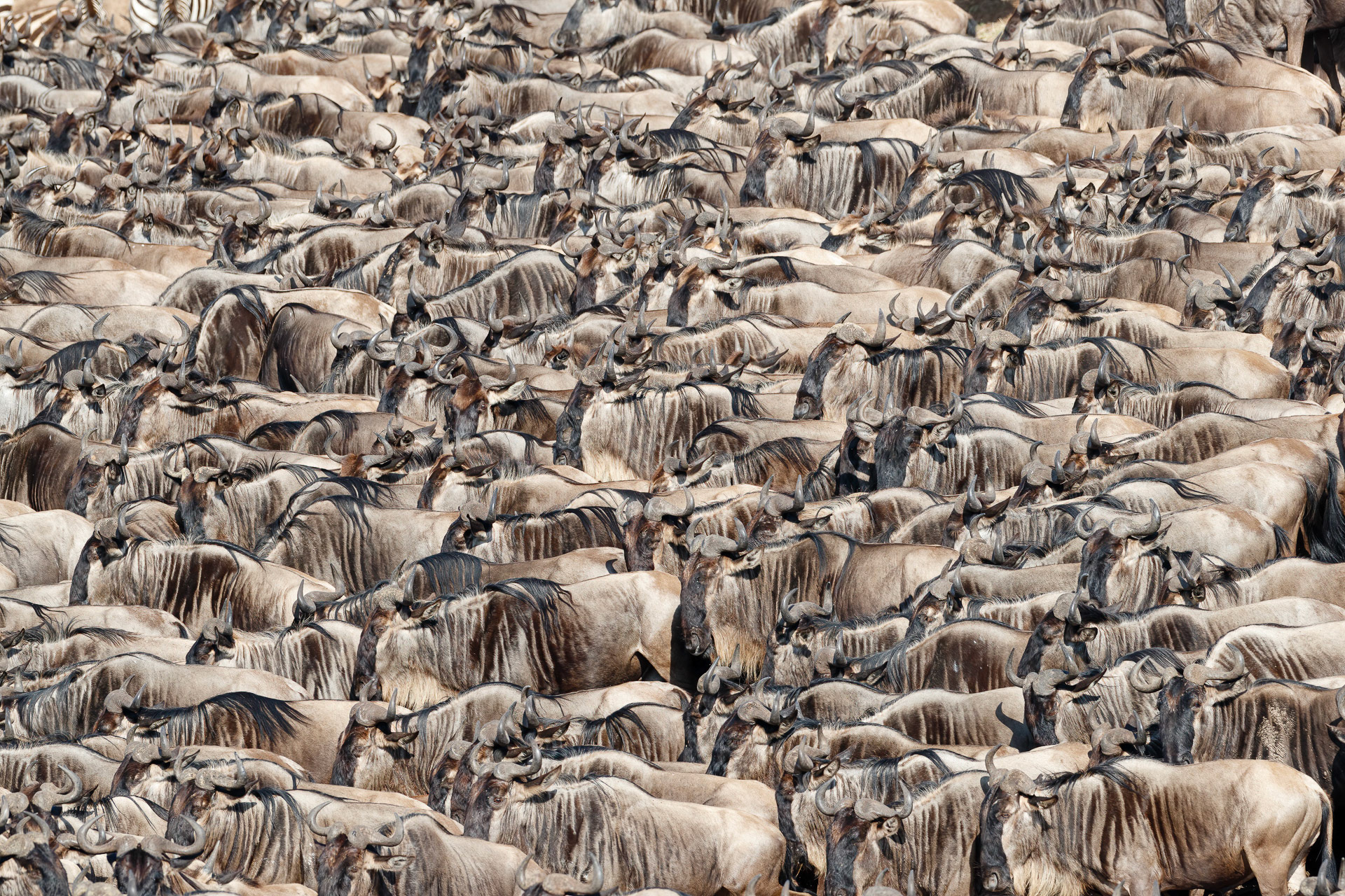 Wildebeest - Mara River, Tanzania