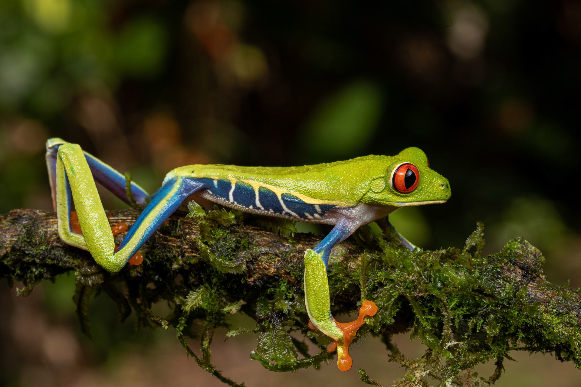 Red-eyed Tree Frog - Maquenque National Wildlife Refuge, Costa Rica