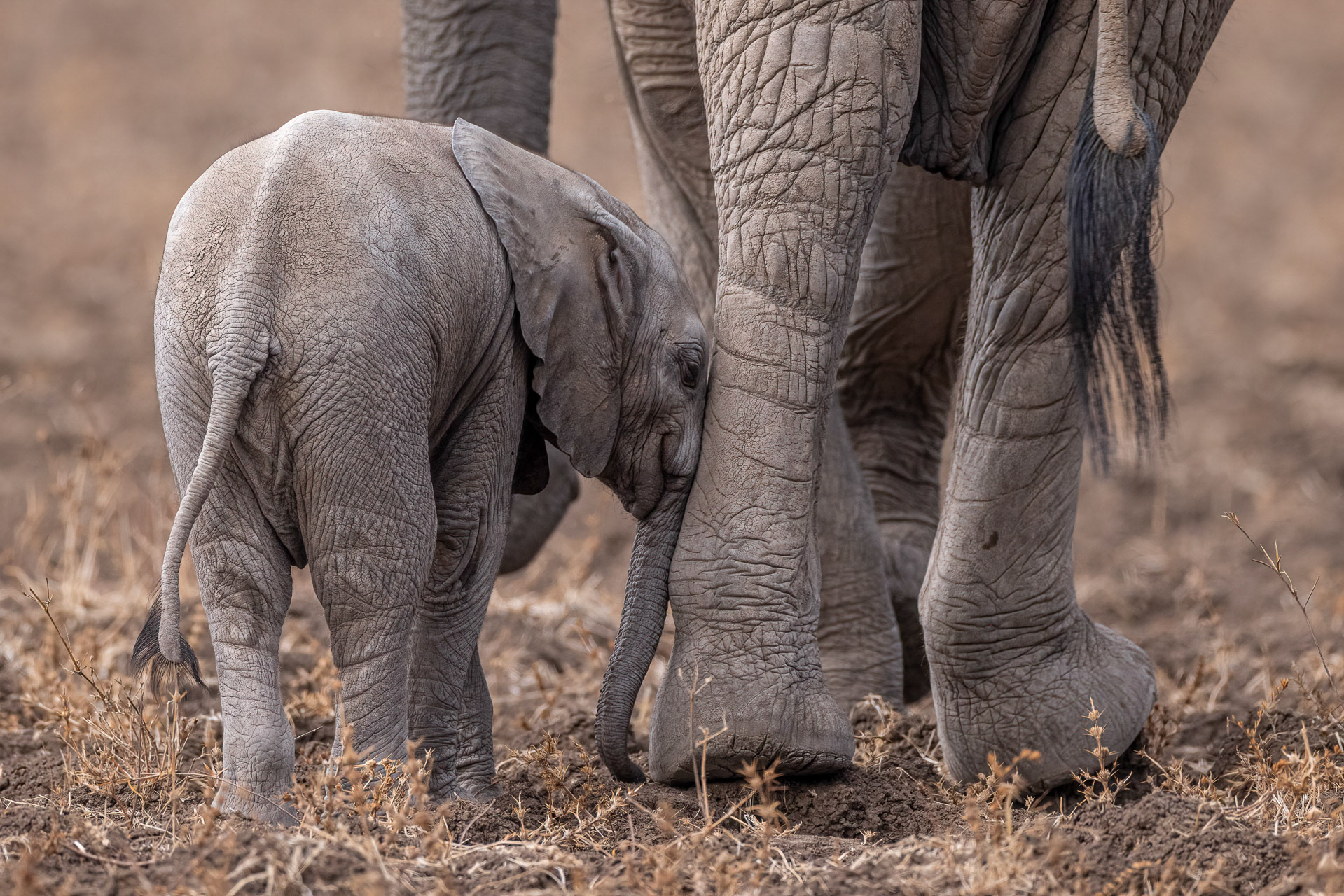 Elephant - South Luangwa NP , Zambia