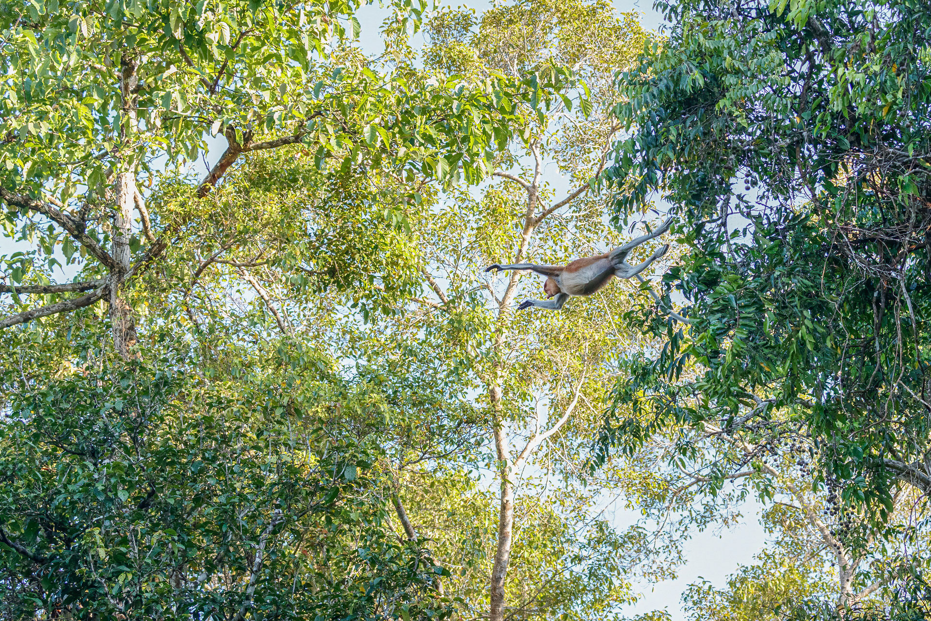 Proboscis Monkey - Kinabatangan River, Borneo