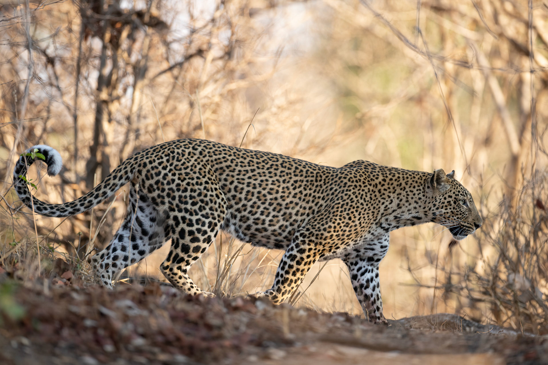 Leopard - South Luangwa NP, Zambia