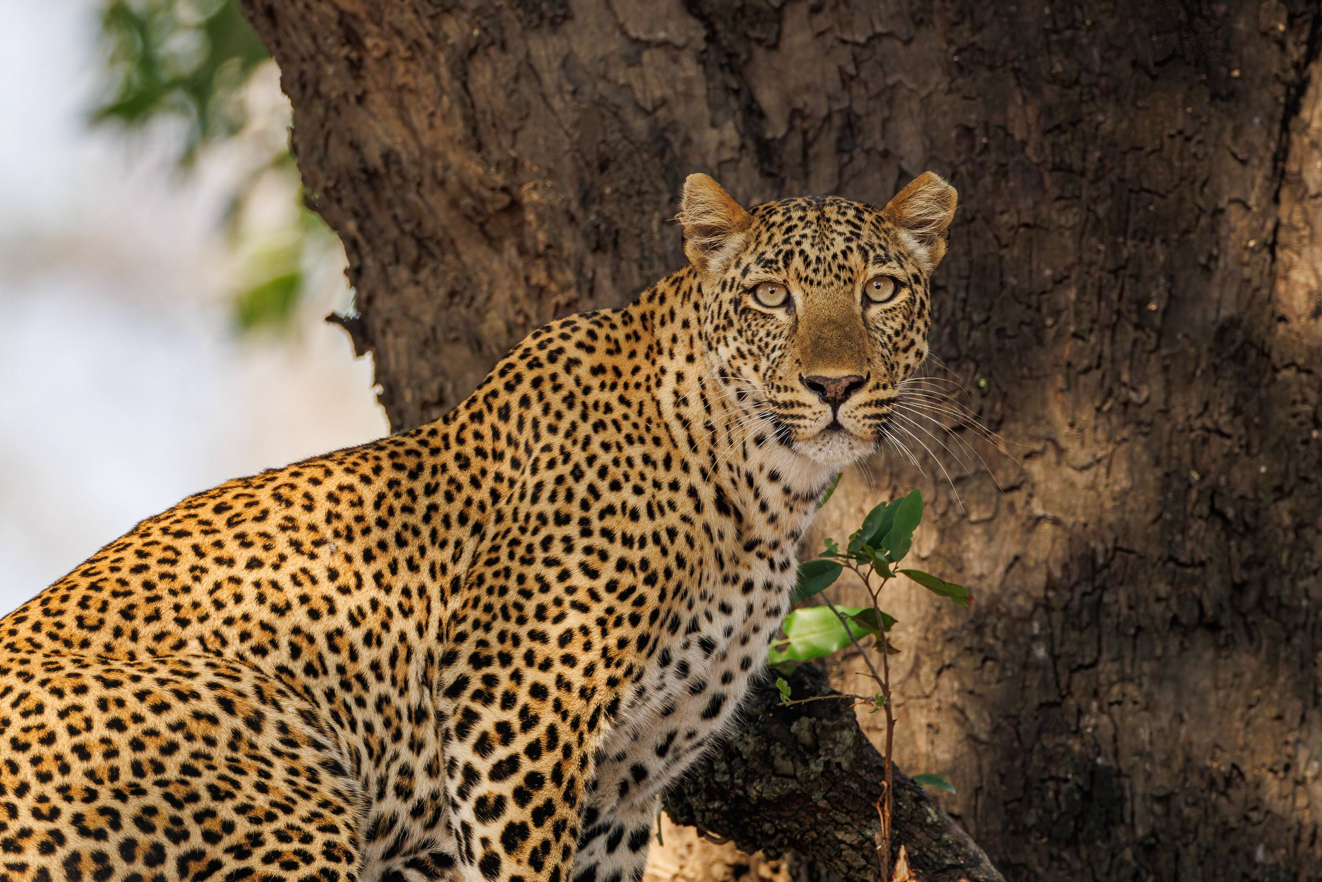 Leopard - South Luangwa NP, Zambia