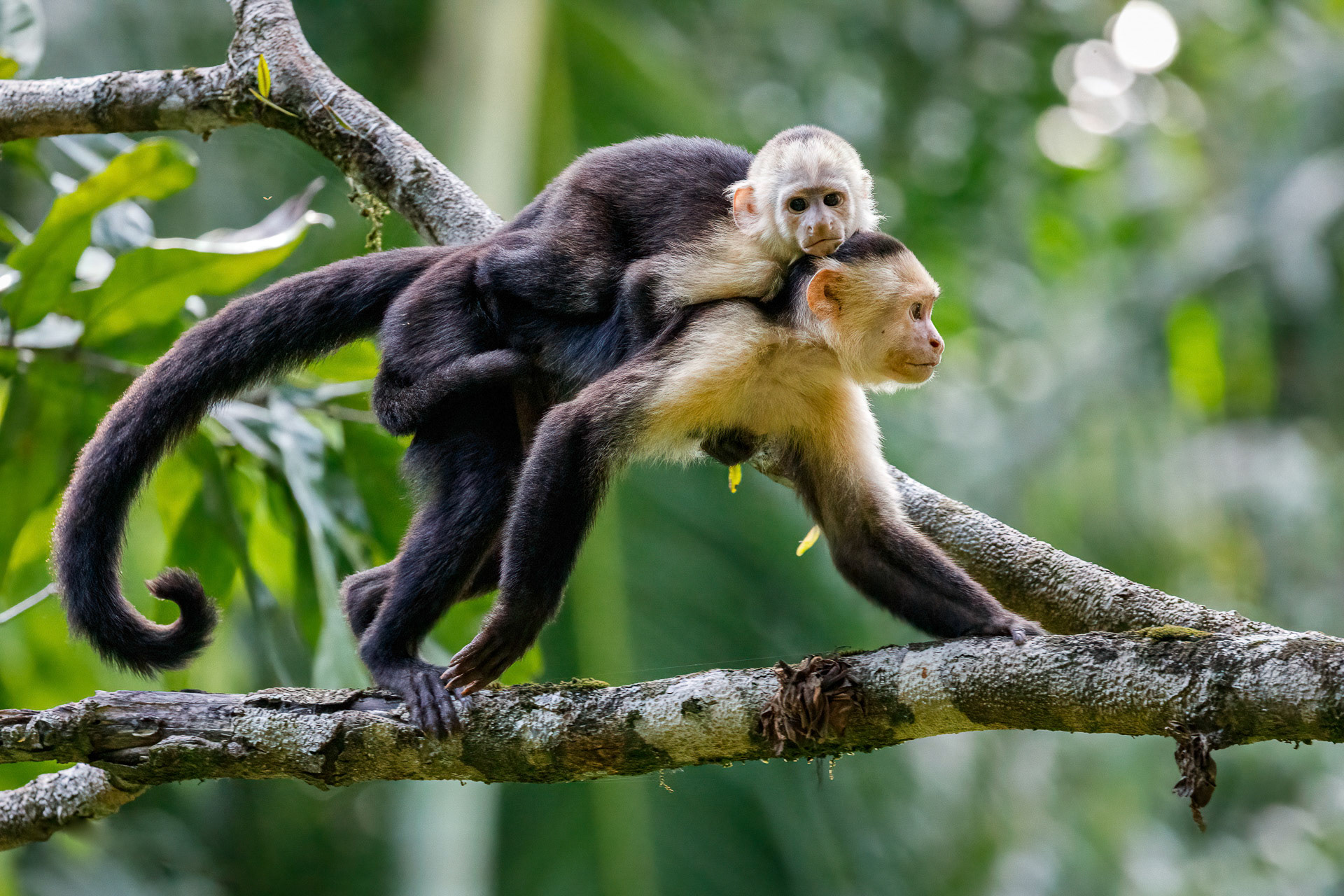 White-Faced Capuchins - Parquie Nacional Corcovado, Costa Rica