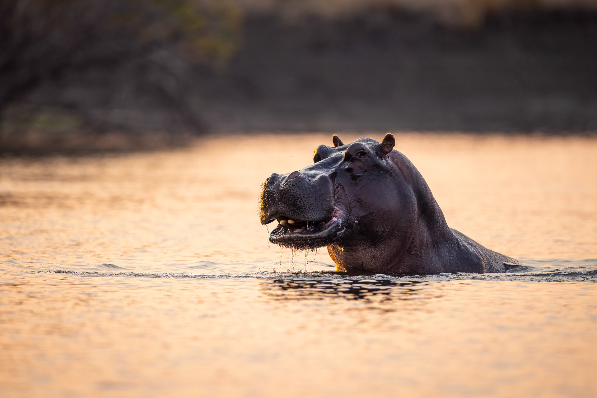 Hippopotamus - Musekese, Kafue NP, Zambia
