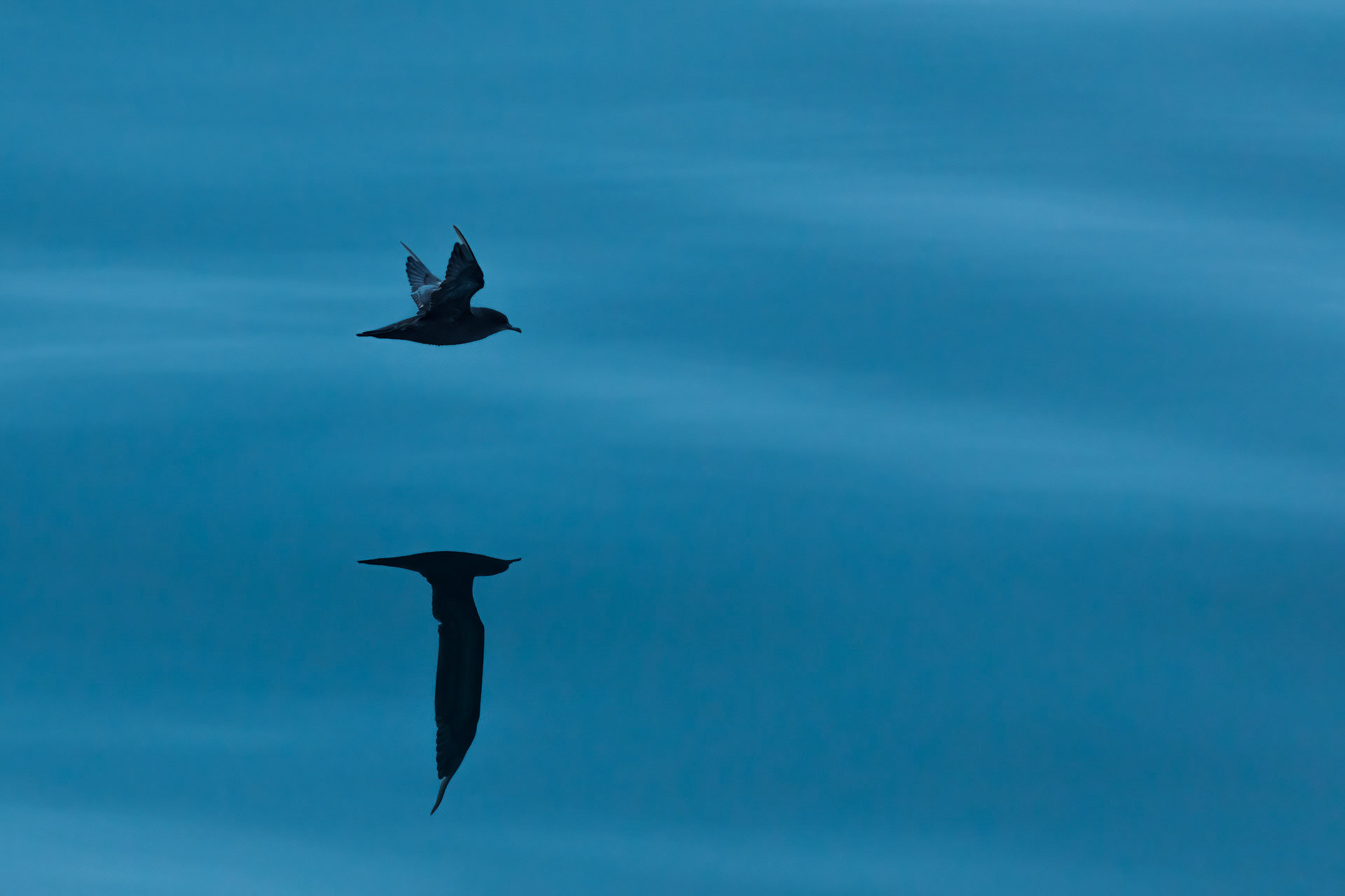 Short-tailed Shearwater - Chukchi Coastline, Russia