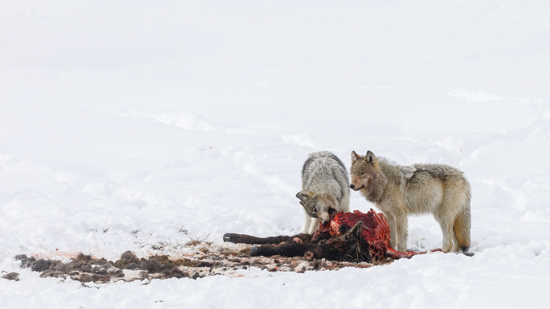 Wolves on Bison Kill - Yellowstone National Park