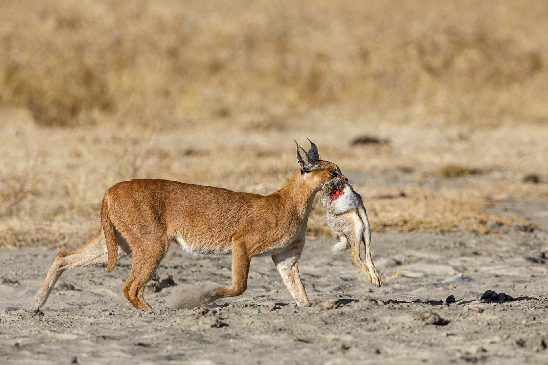 Caracal - Ngorongoro Crater, Tanzania