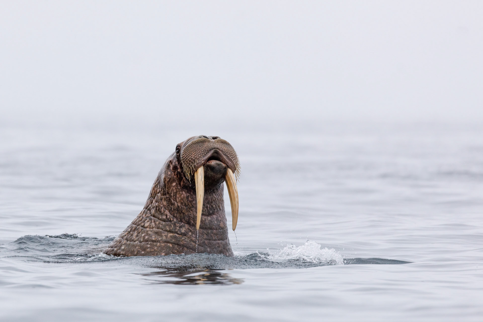 Walrus - Whouffle Island, Russia