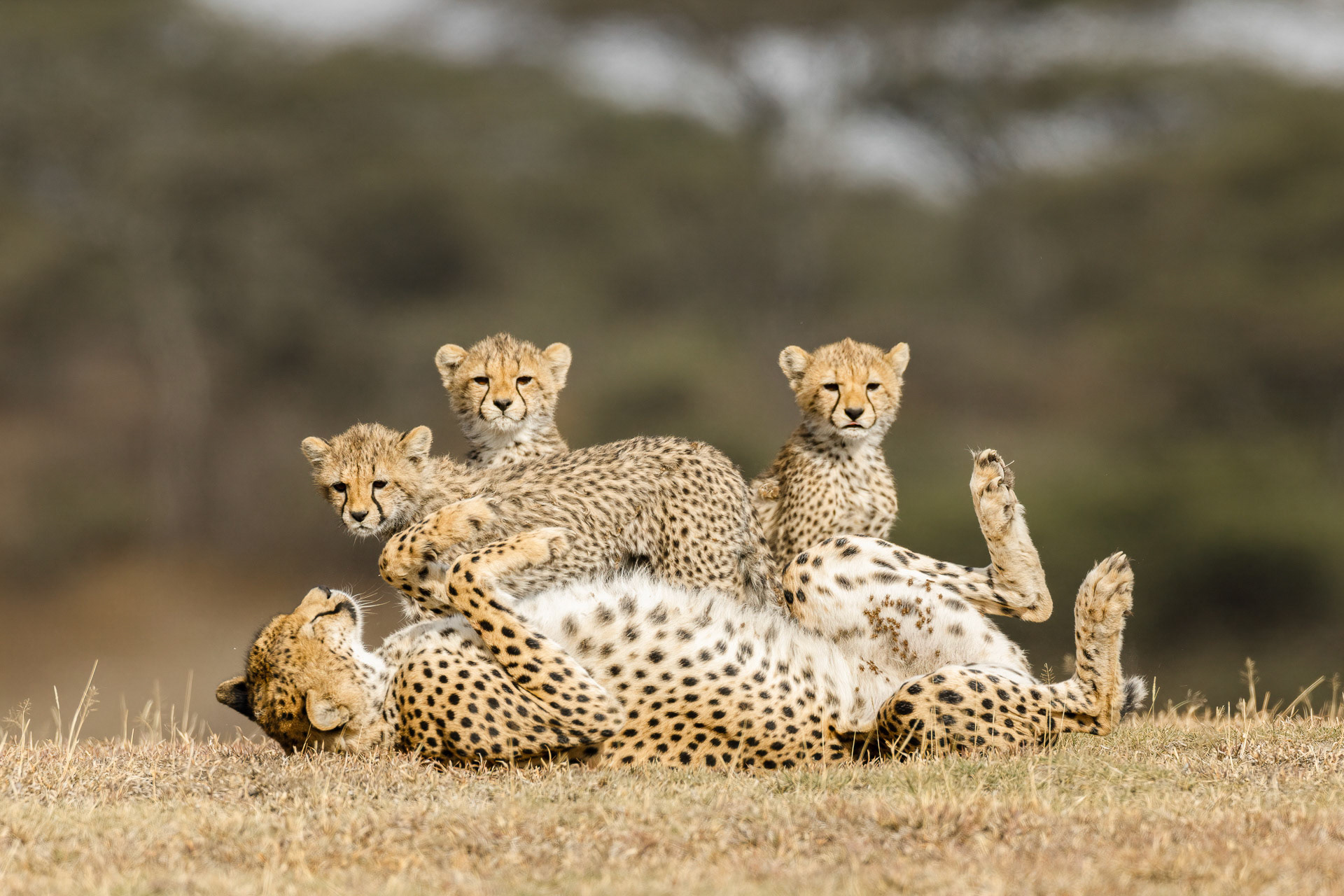 Cheetah with Cubs - Serengeti, Tanzania