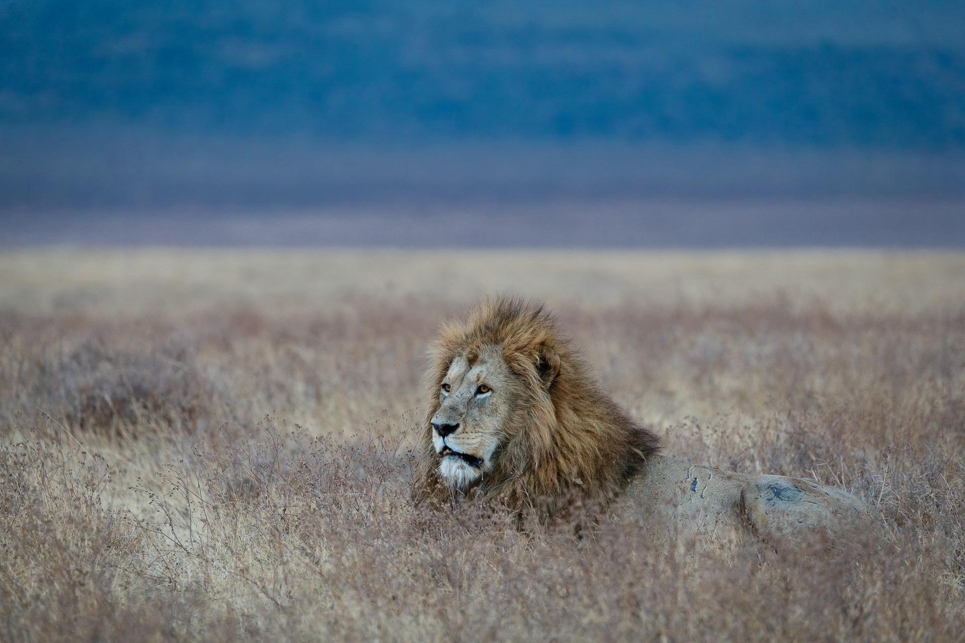 Lion - Ngorongoro Crater, Tanzania