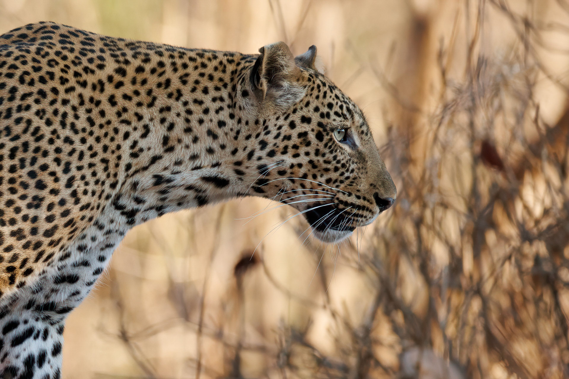 Leopard - South Luangwa NP, Zambia