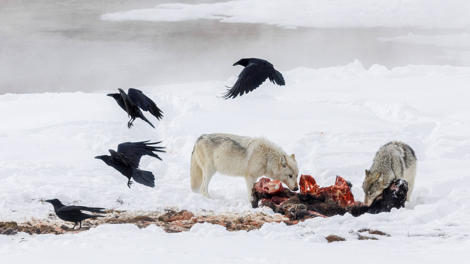 Wolves on Bison Kill - Yellowstone National Park