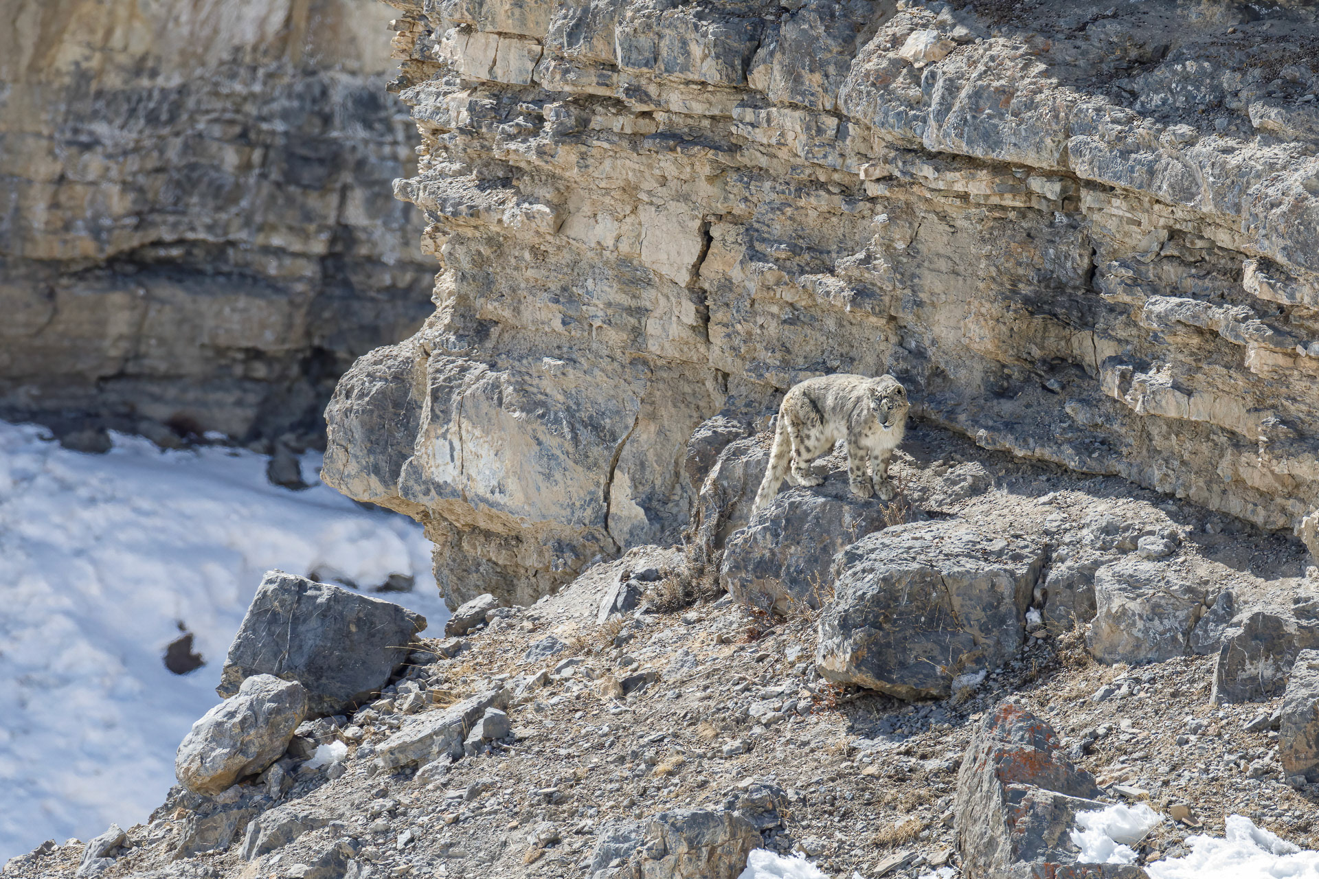 Snow Leopard - Spiti Valley, India