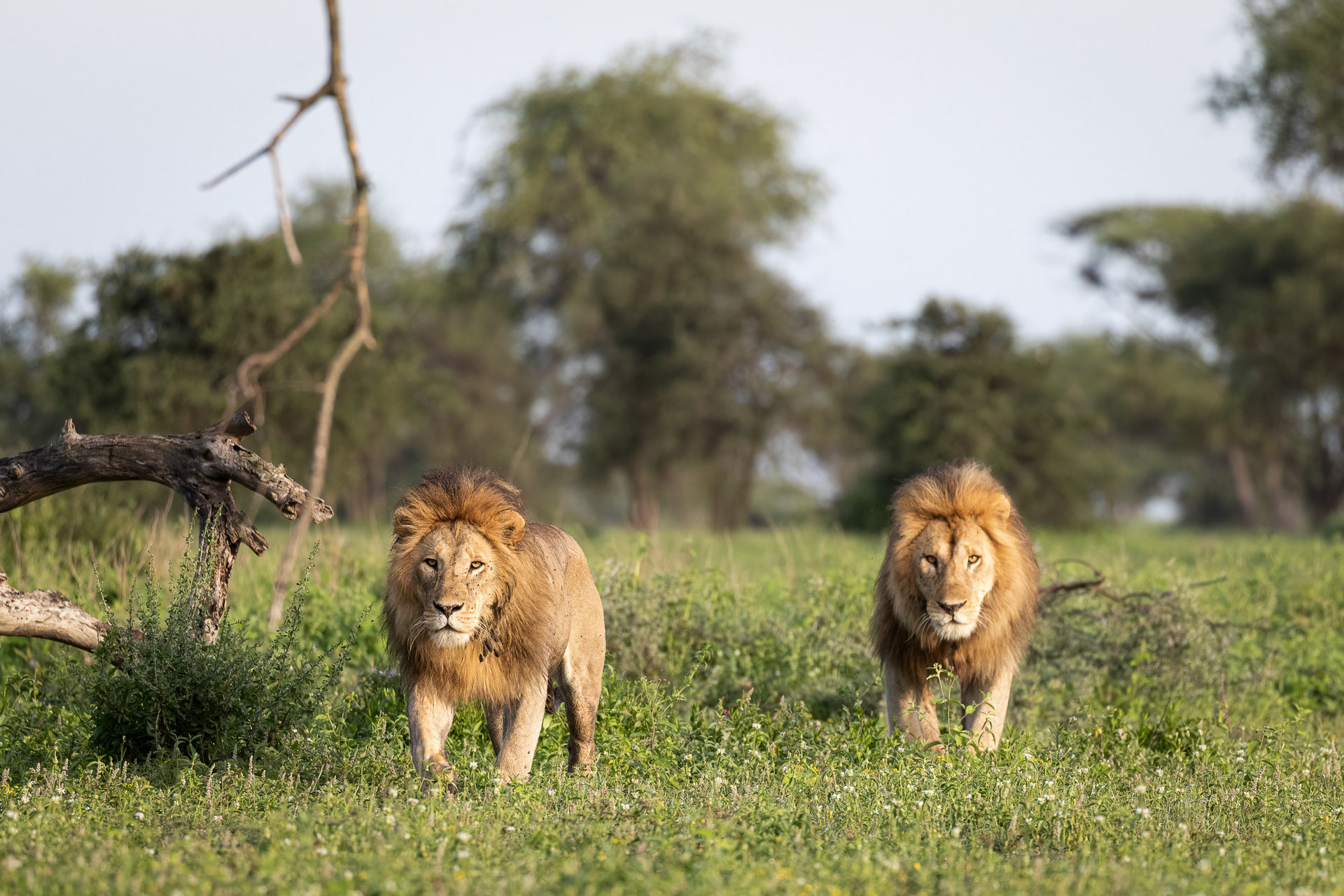 Lions - Serengeti, Tanzania