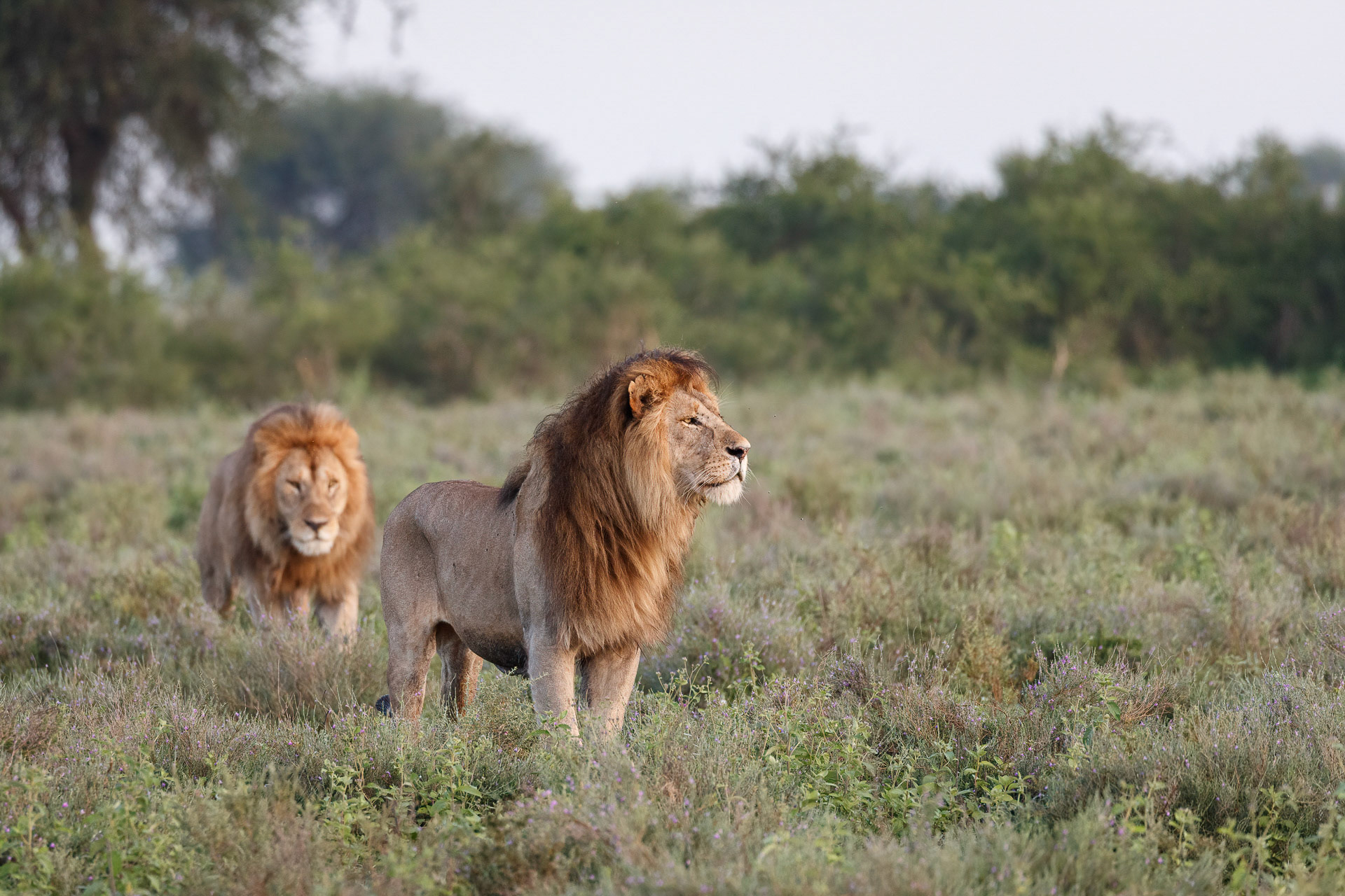 Lions - Serengeti, Tanzania