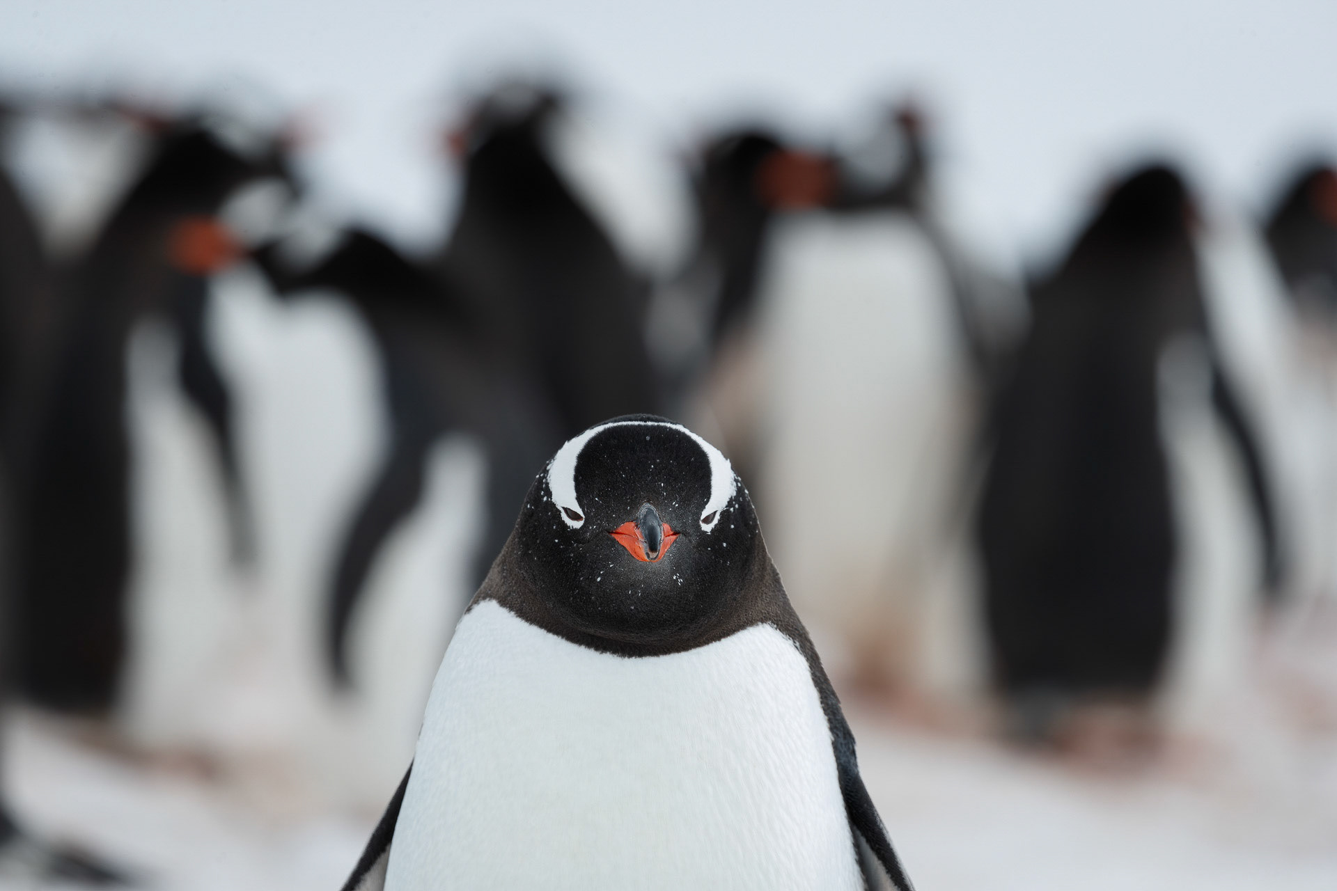 Gentoo Penguins - Mikkelsen Harbour, Northwest Antarctic Peninsula