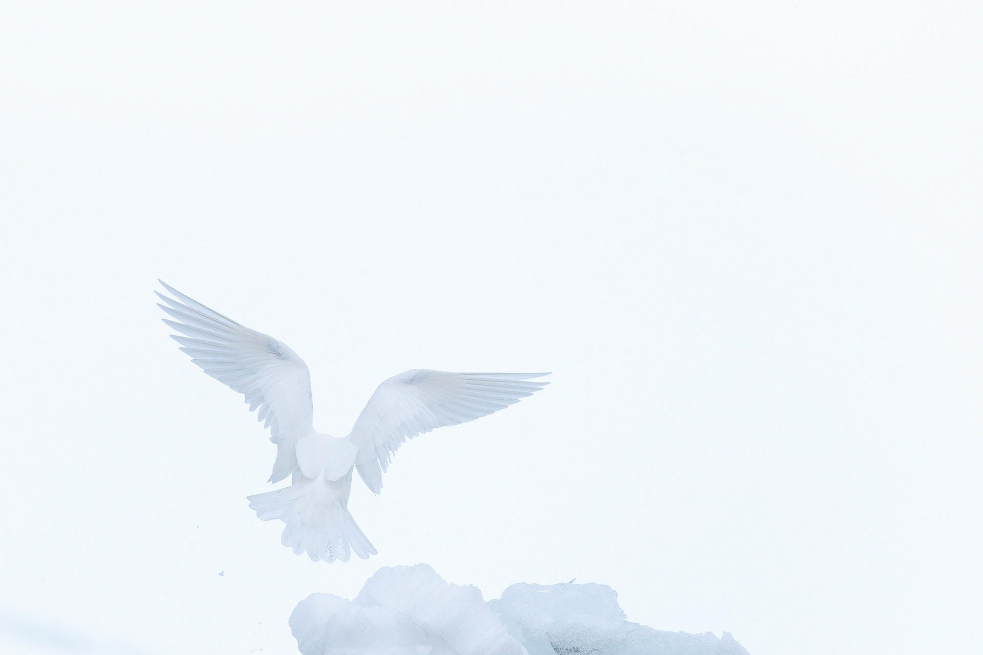 Ivory Gull - Hornsund, Spitsbergen