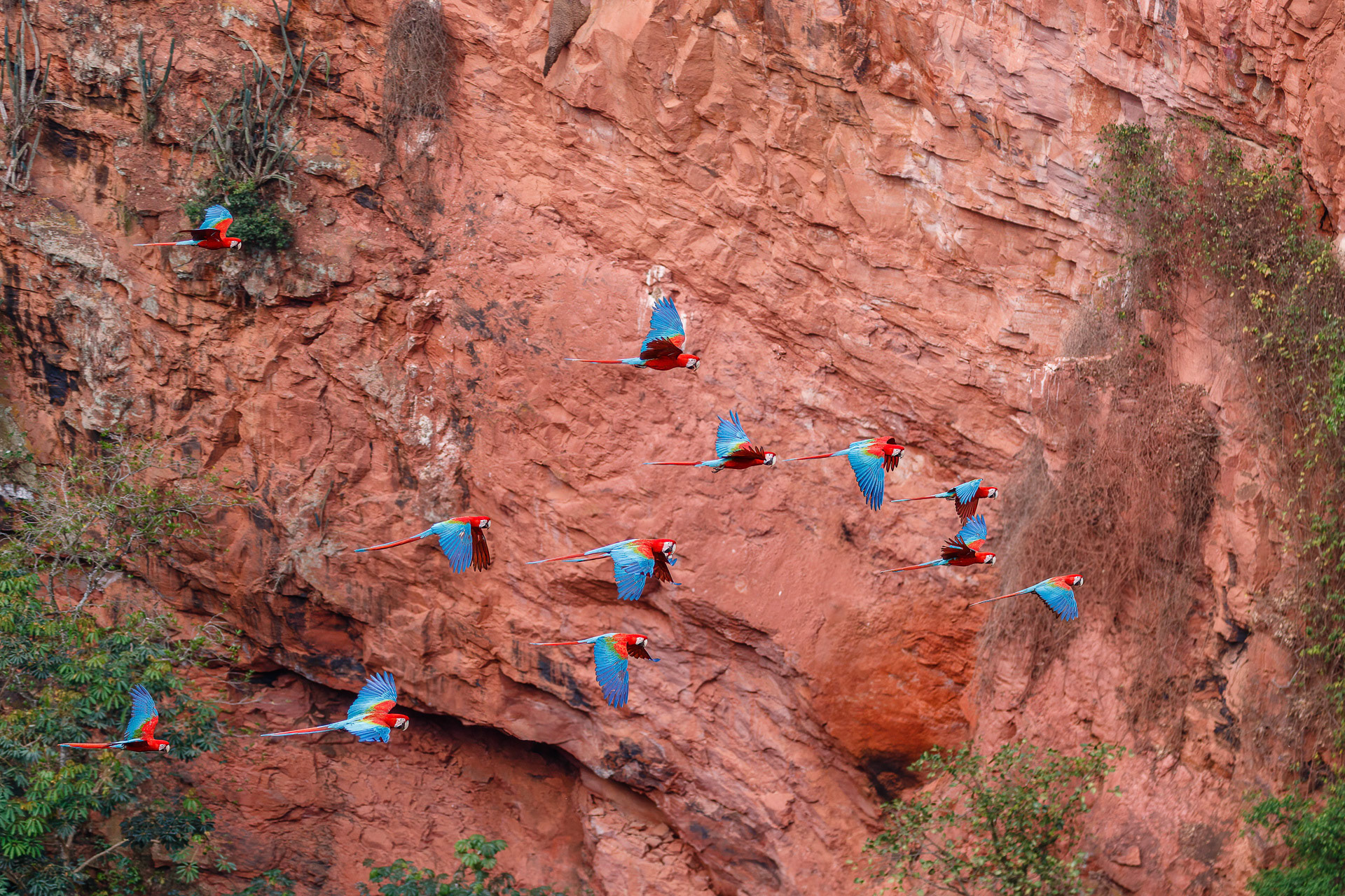 Red-and-Green Macaws - Buraco das Araras, Brazil