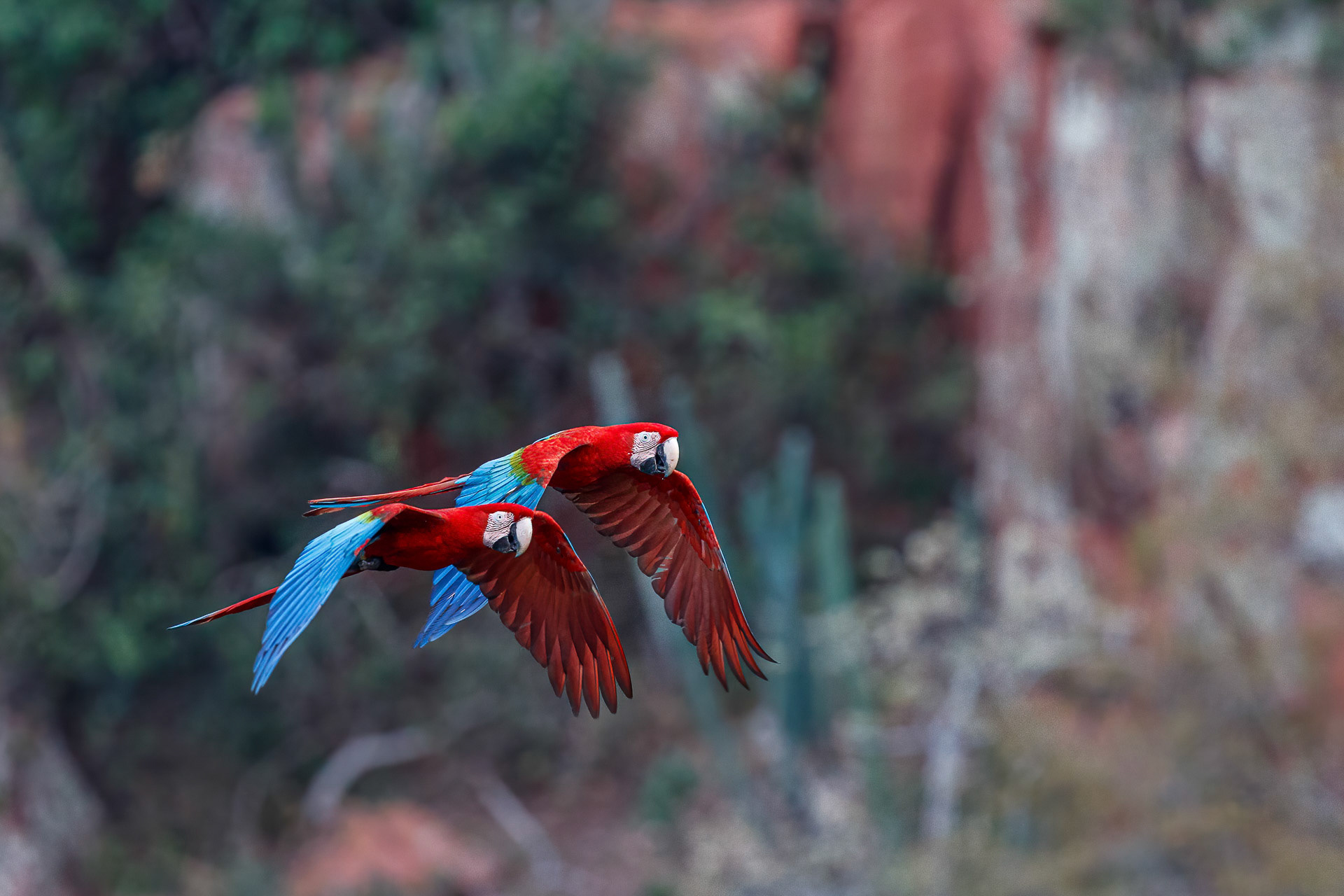 Red-and-Green Macaws - Buraco das Araras, Brazil