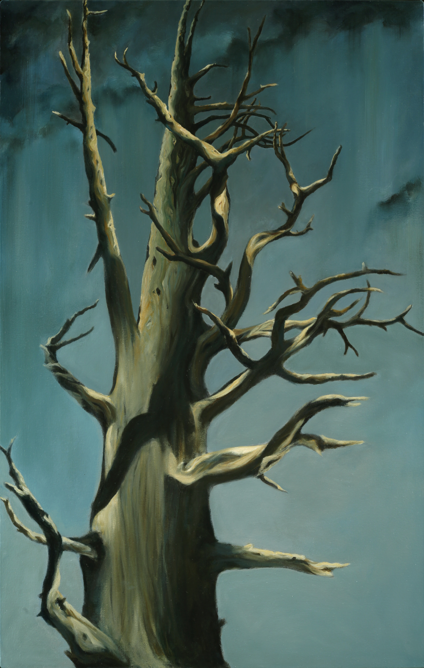 Still Here (Tomales Point Cypress), Oil/alkyd on canvas
