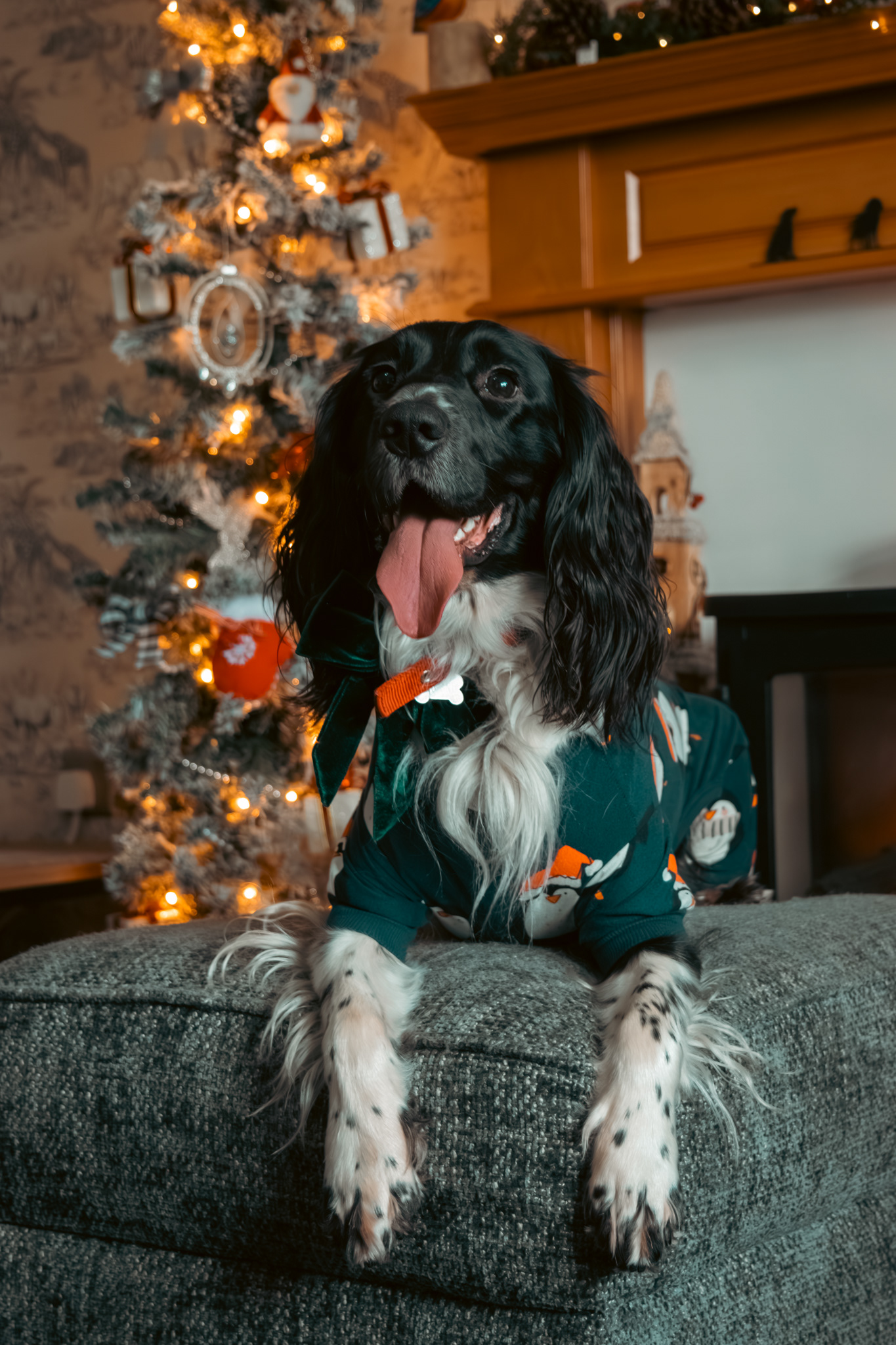 Sam, Kirsty & Reggie - Christmas Family Photoshoot