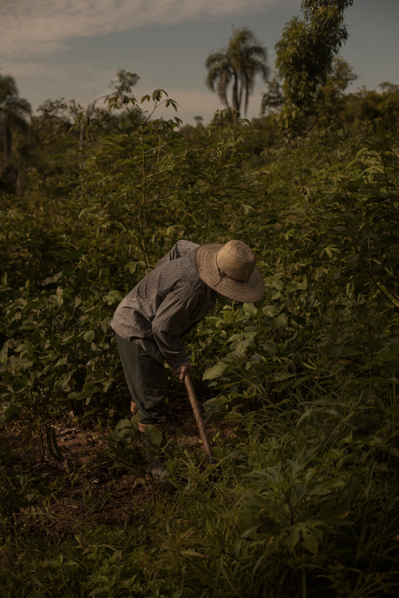 Uma agricultora, que na foto não conseguimos identificar pois seu rosto está coberto pelo chapéu, capina com uma enxada o terreno de uma agrofloresta