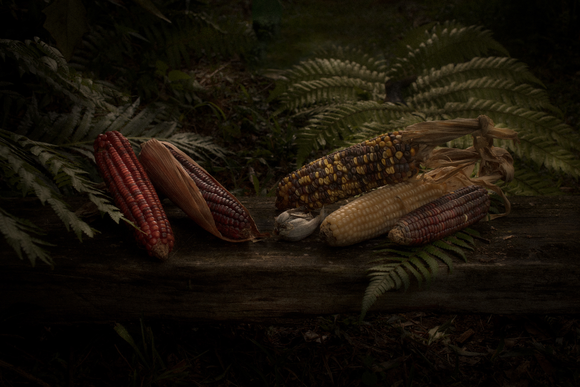 composição em estilo natureza-morta com cinco espigas das variedades de milho crioulo que cultivam, com cores variadas e um huitlacoche ao centro