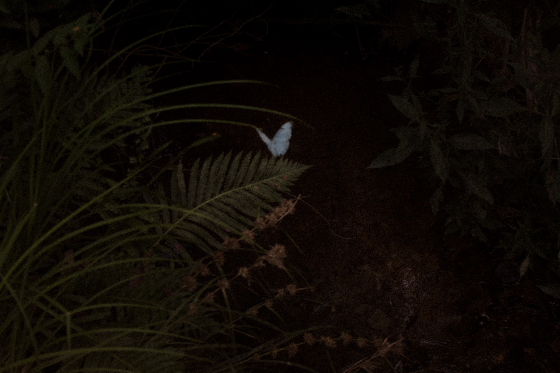 No centro, uma borboleta com as asas abertas, parece estar pousando em uma folha, e contrastando com o fundo escuro