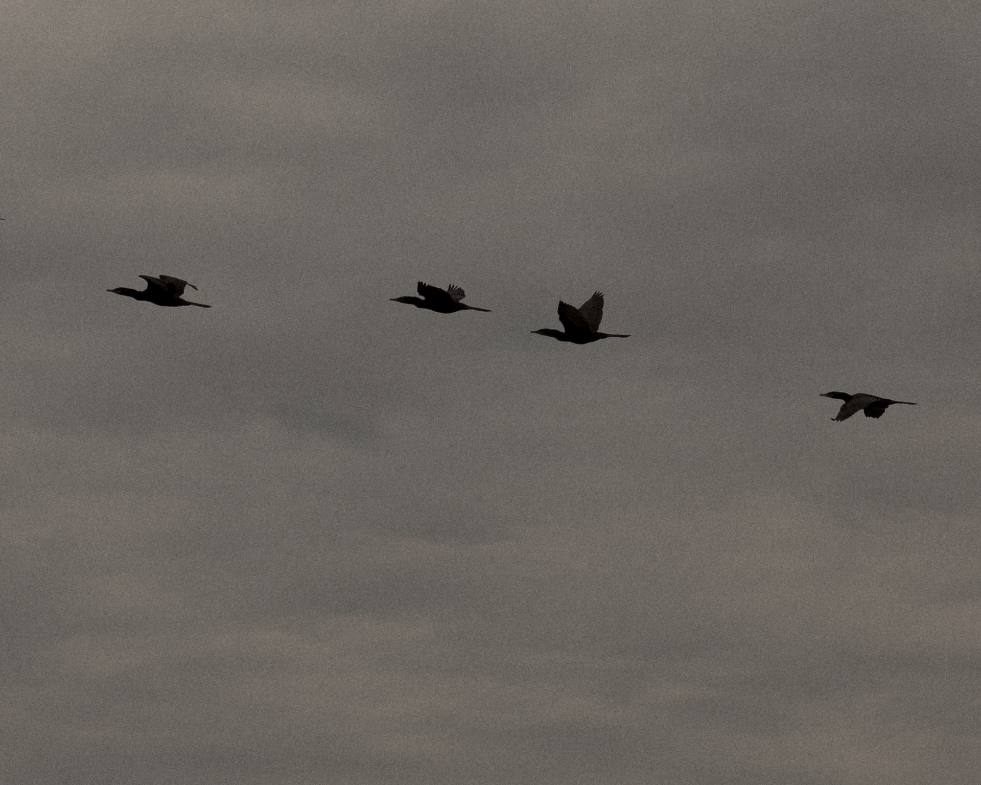 a silhueta de quatro pássaros voando, sobre um céu acinzentado com nuvens
