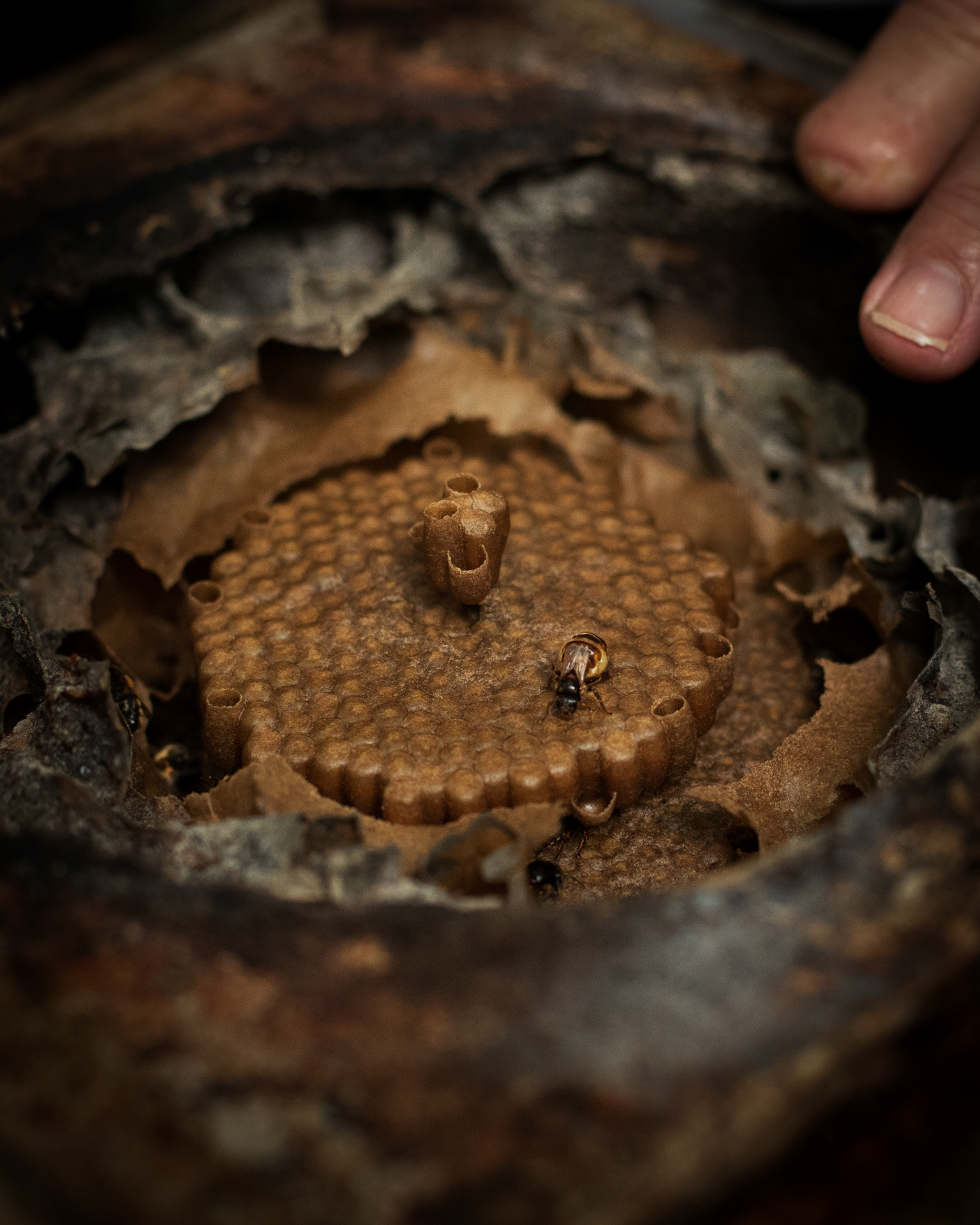 Detalhe do interior de uma colmeia, com algumas abelhas nativas