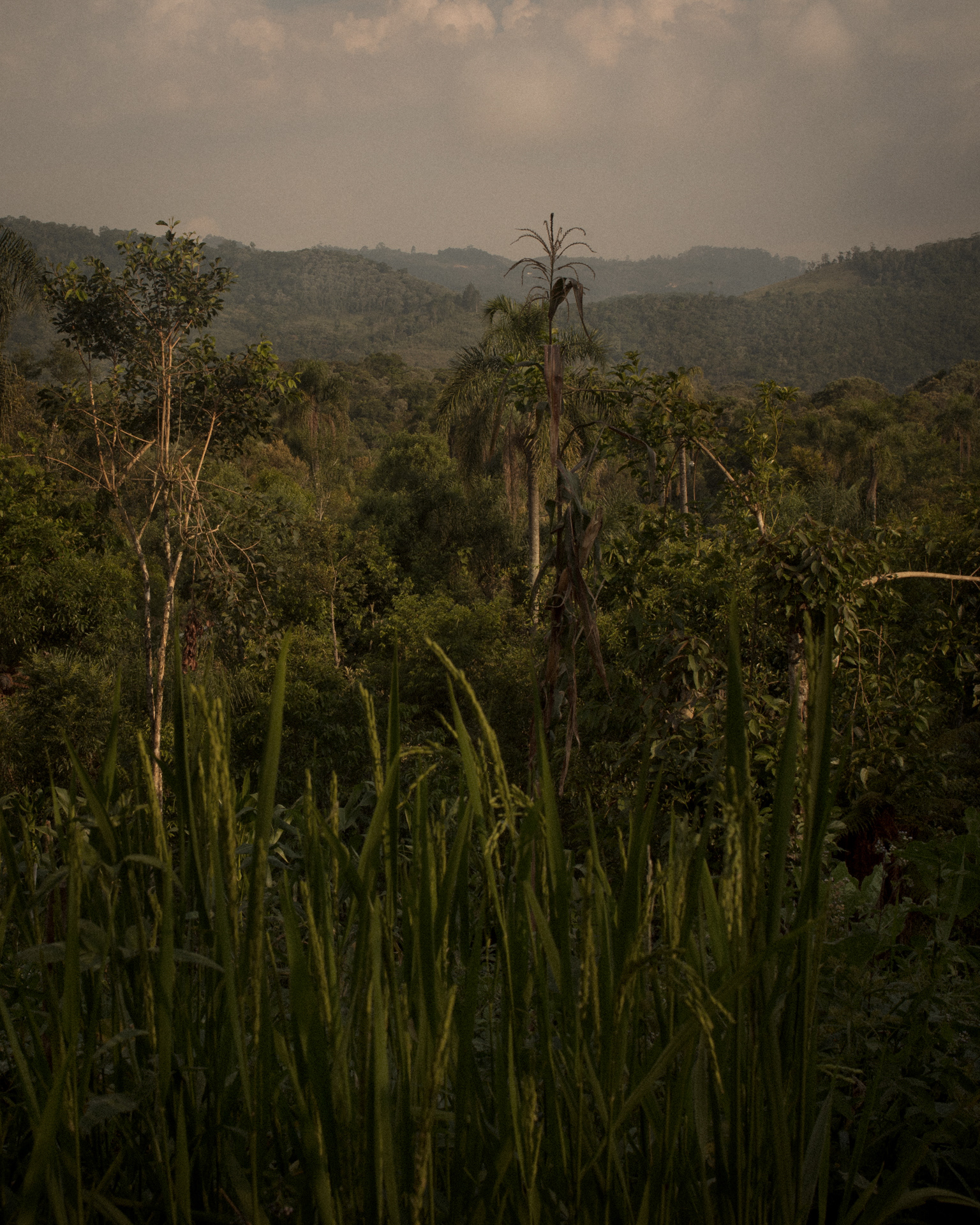 Imagem da agrofloresta do Sítio Aimotuá, com diferentes cultivos misturando-se às árvores e à paisagem ao fundo