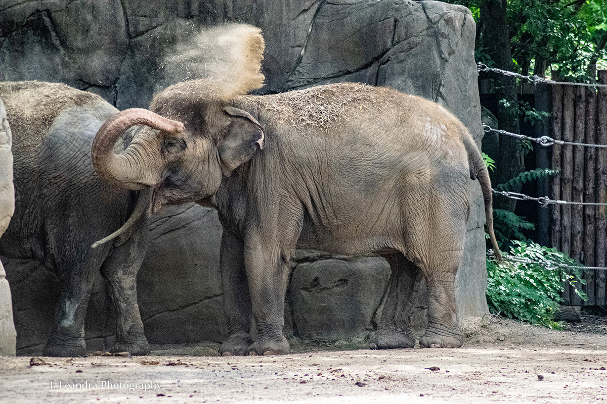 Asian elephant at the Cincinnati Zoo