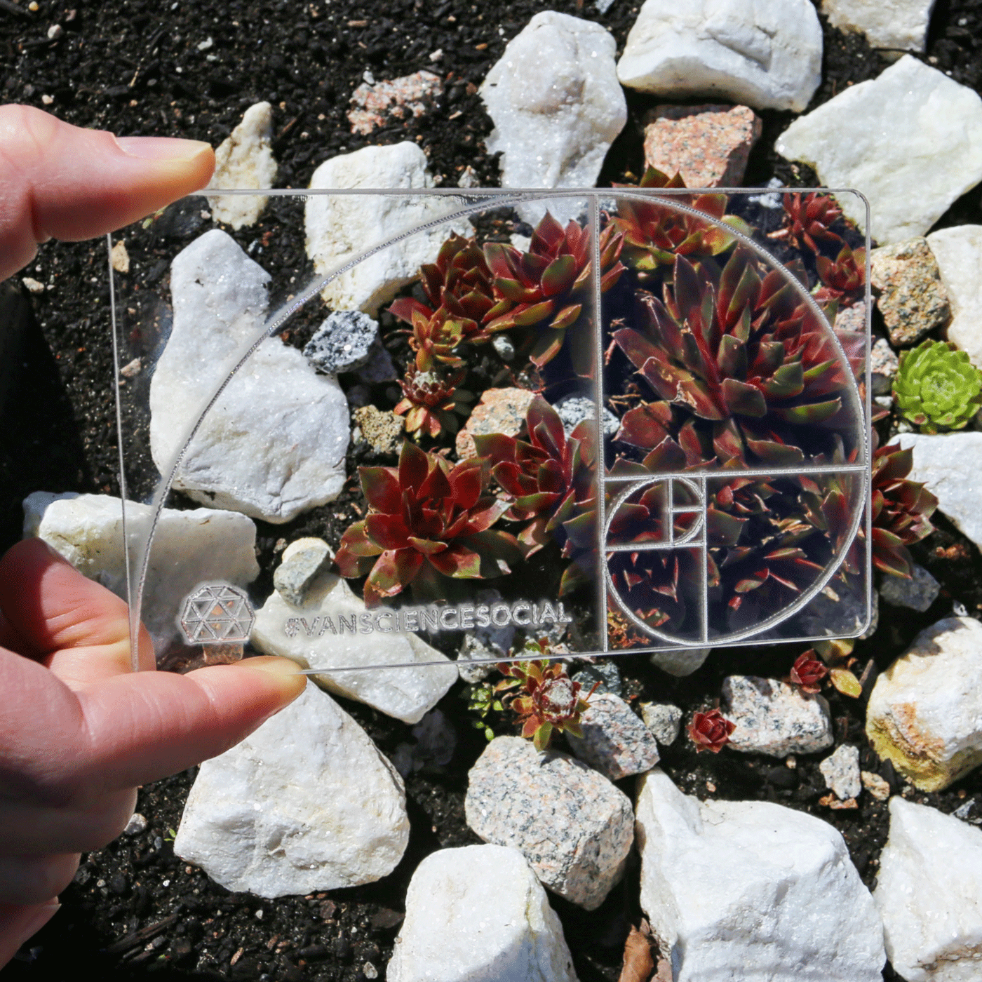 Viewing a Fibonacci inspired succulent garden through the Fibonacci viewfinder.