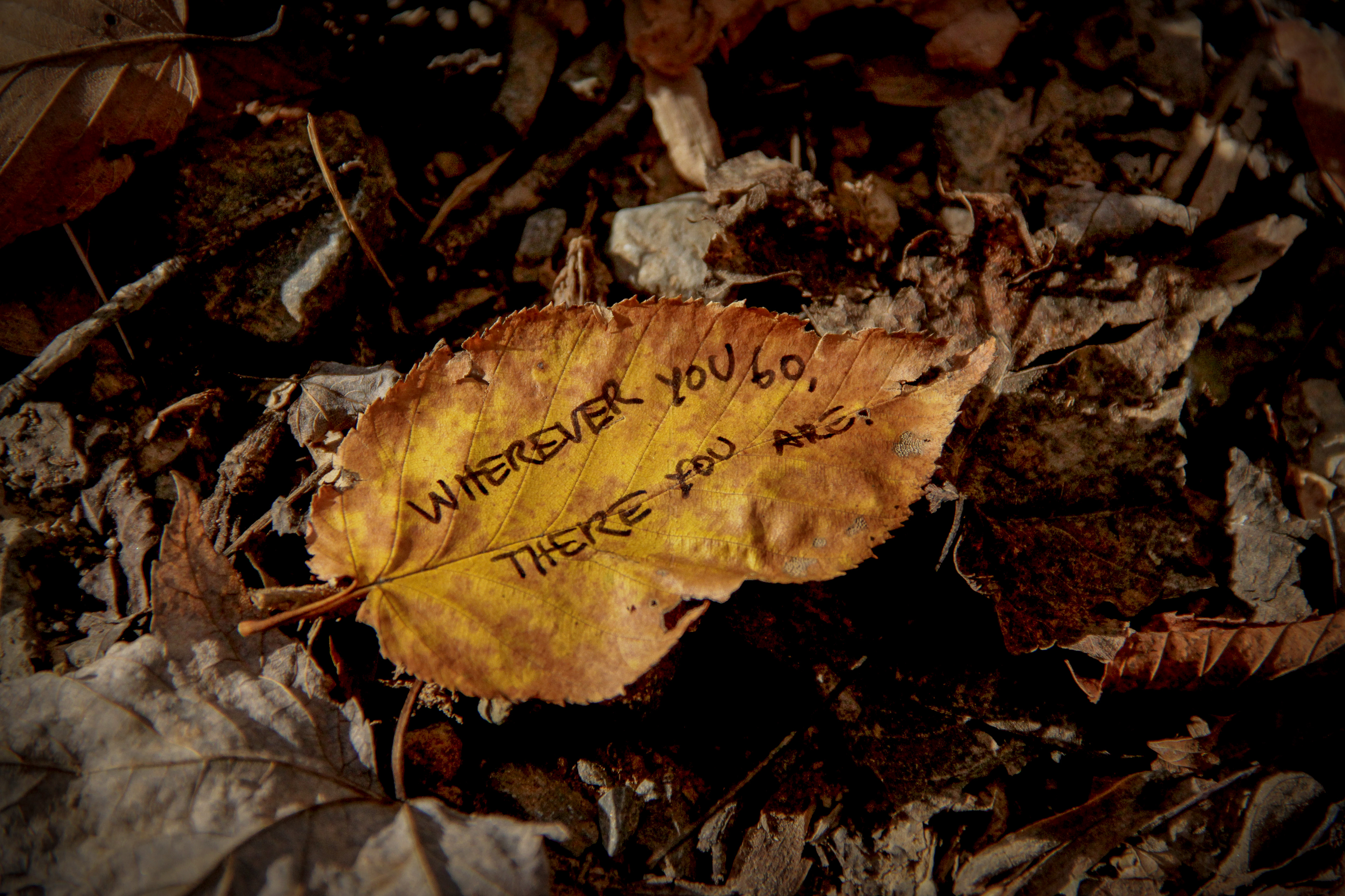 Confucius on the Autumn Leaf