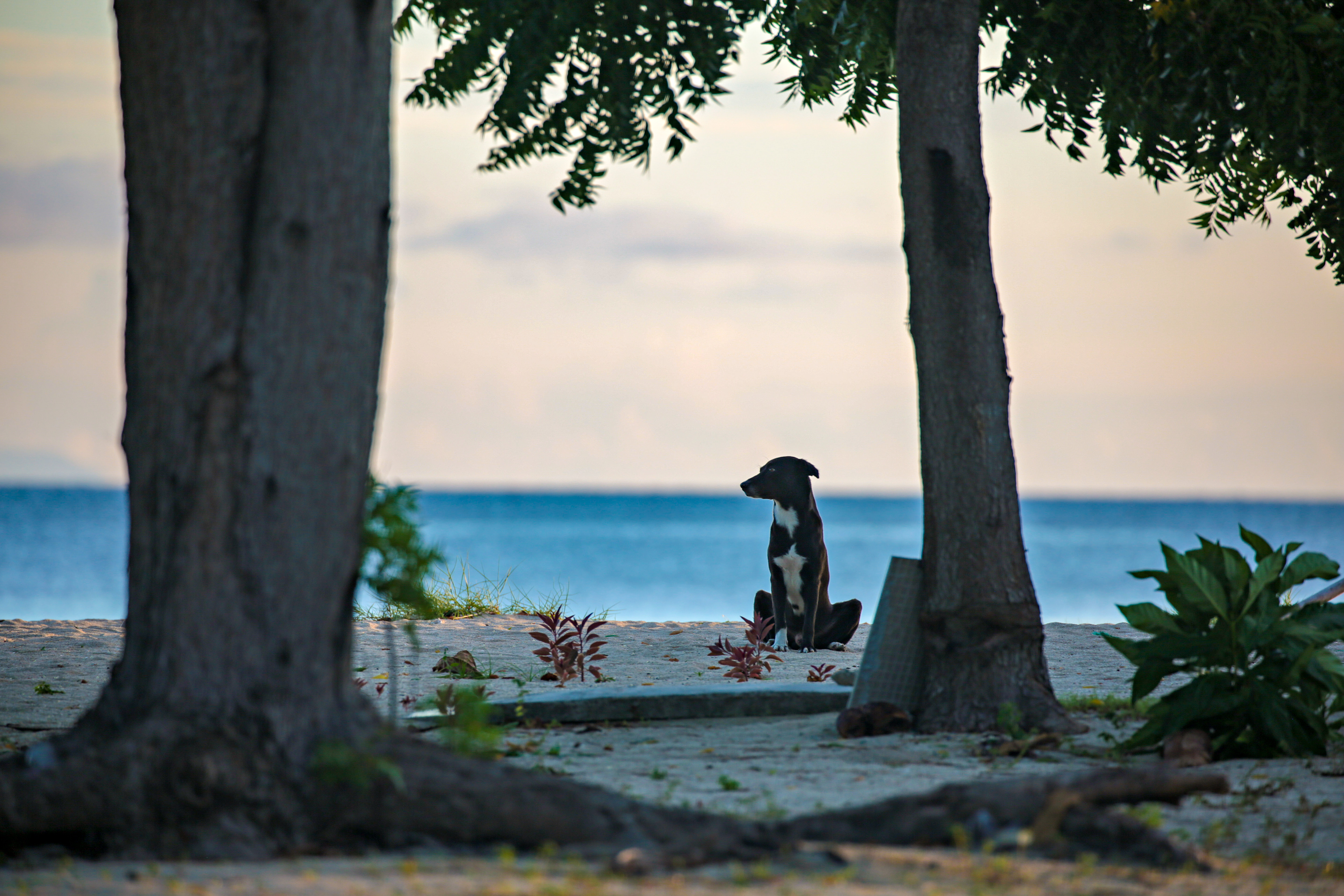 The Sea Dog Series