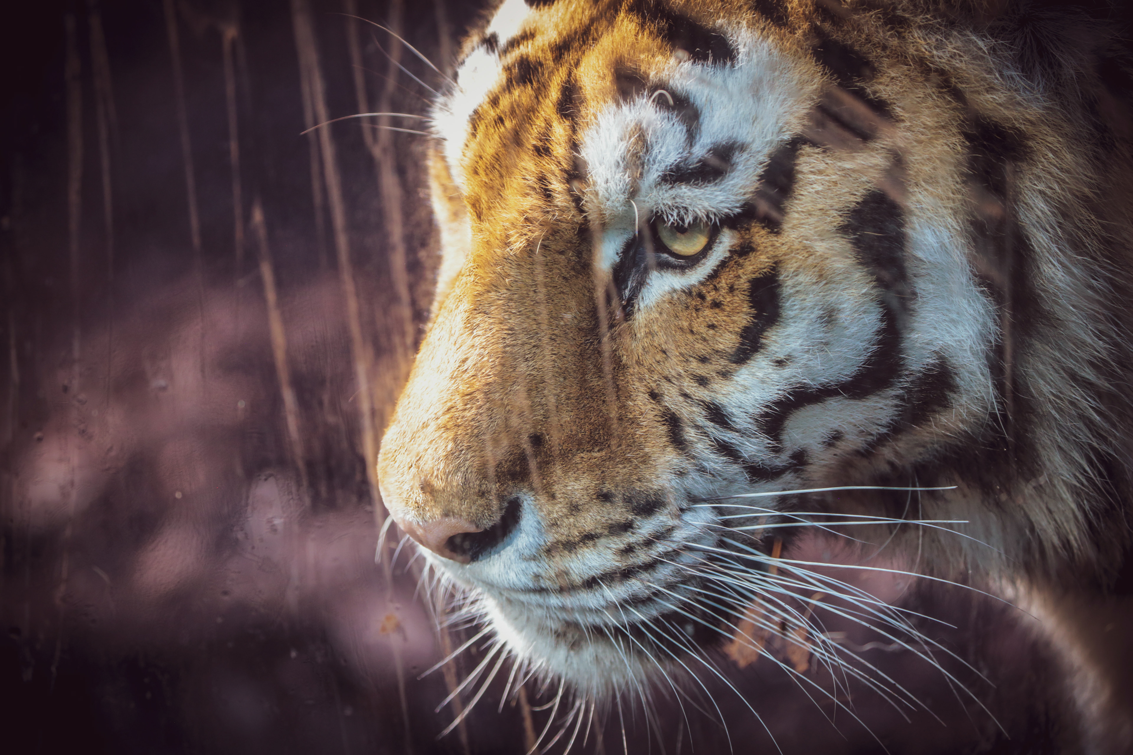 Zoo Stills  - Portraits