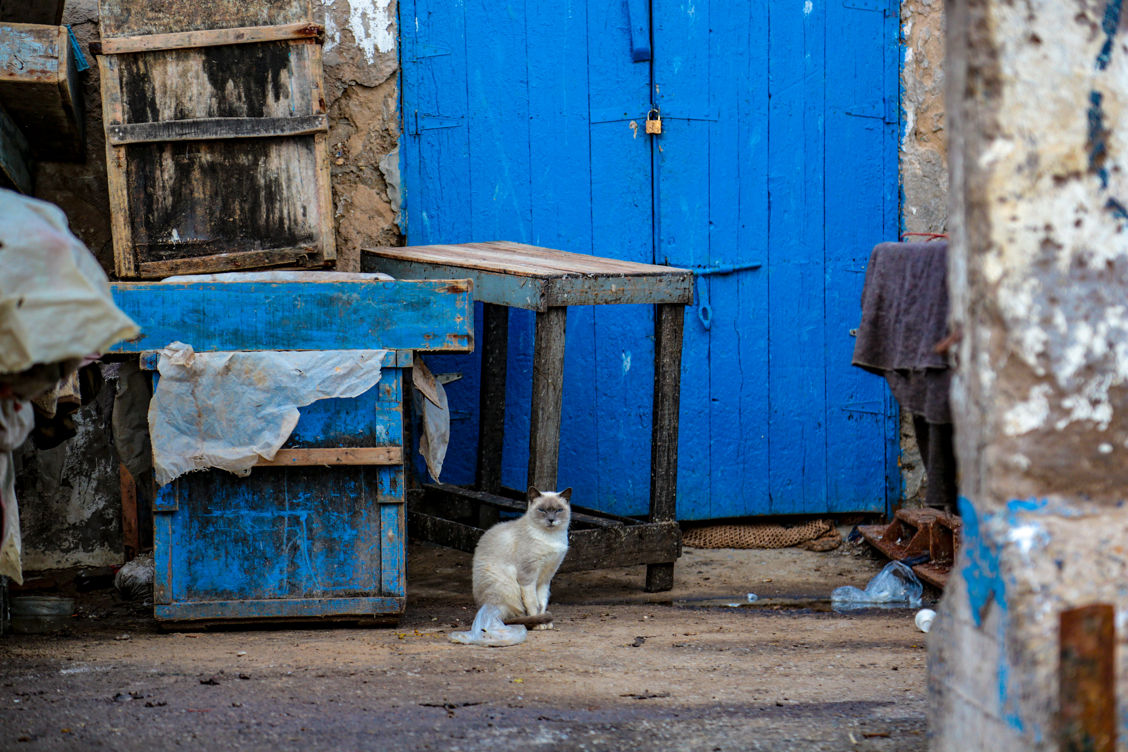 Mr. Cat's Visual Poetry