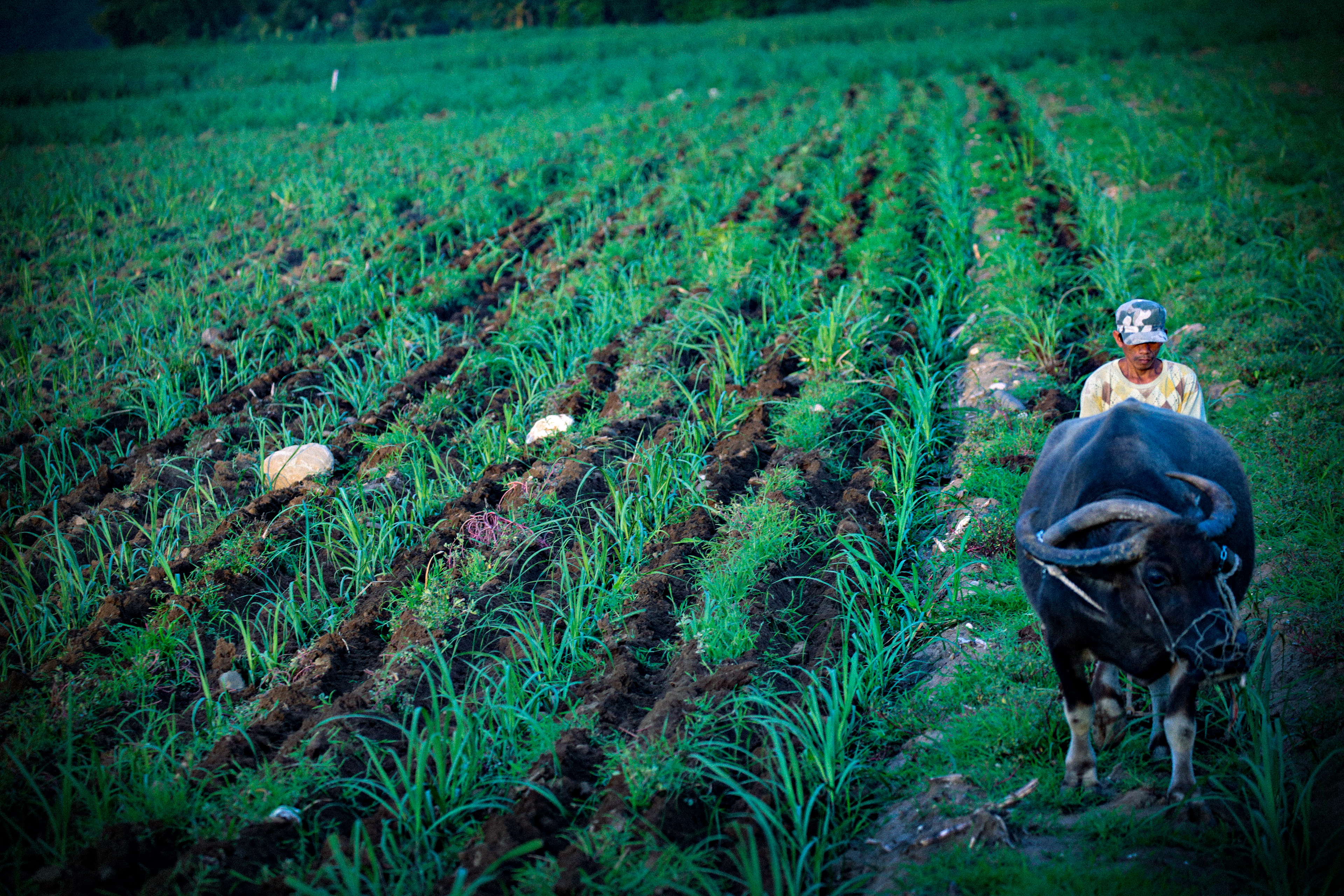Ang Mangunguma kag ang Iya nga Karabaw