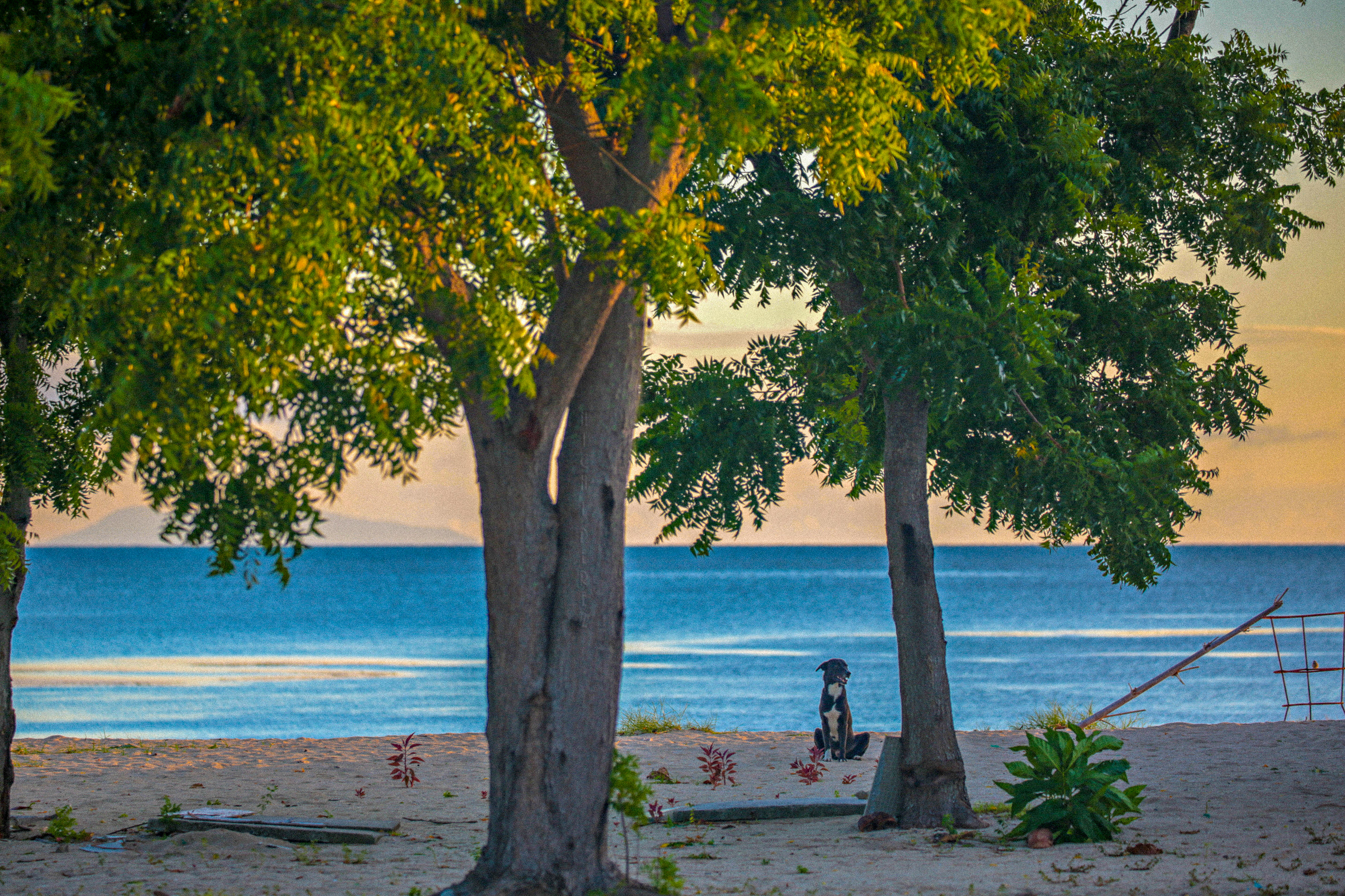The story of the sea dog.  Once upon a time a dog with ticks and salty hair embarked on a journey to find his name.  He never did. But he was still happy.  The end.  រីករាយជាឆ្កែមួយ។