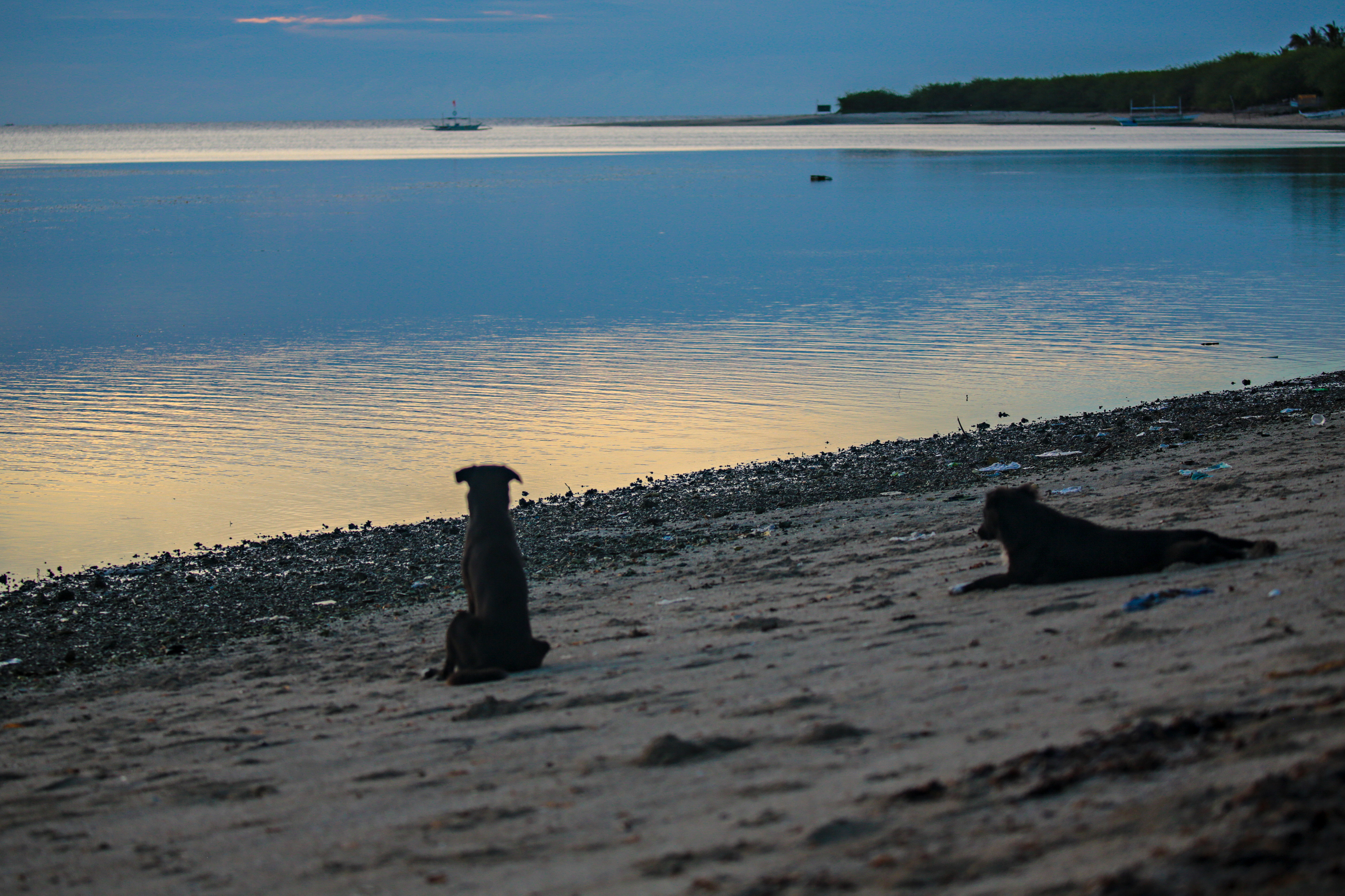 The Sea Dog Series