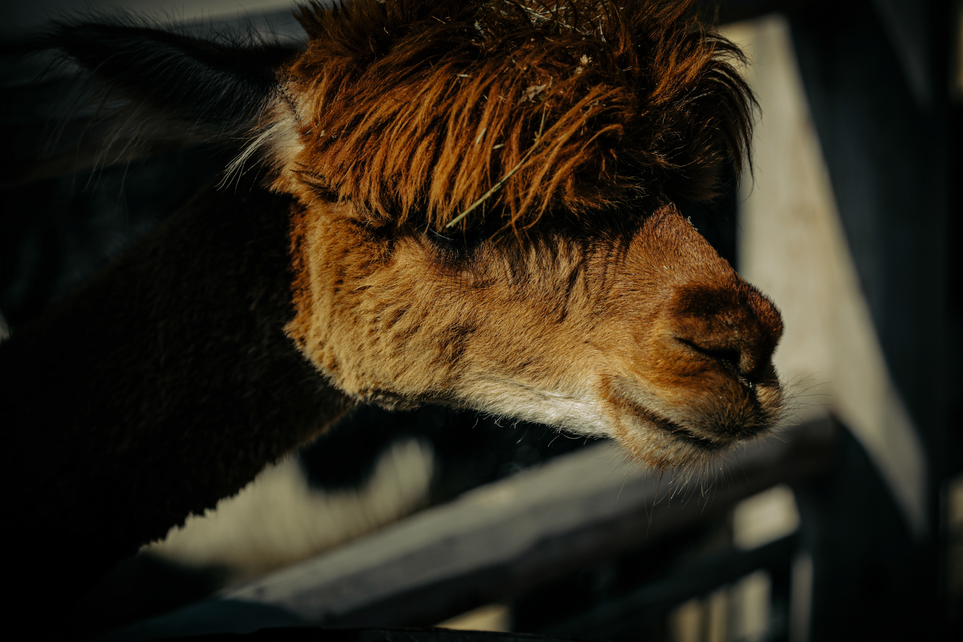 Zoo Stills - Portraits