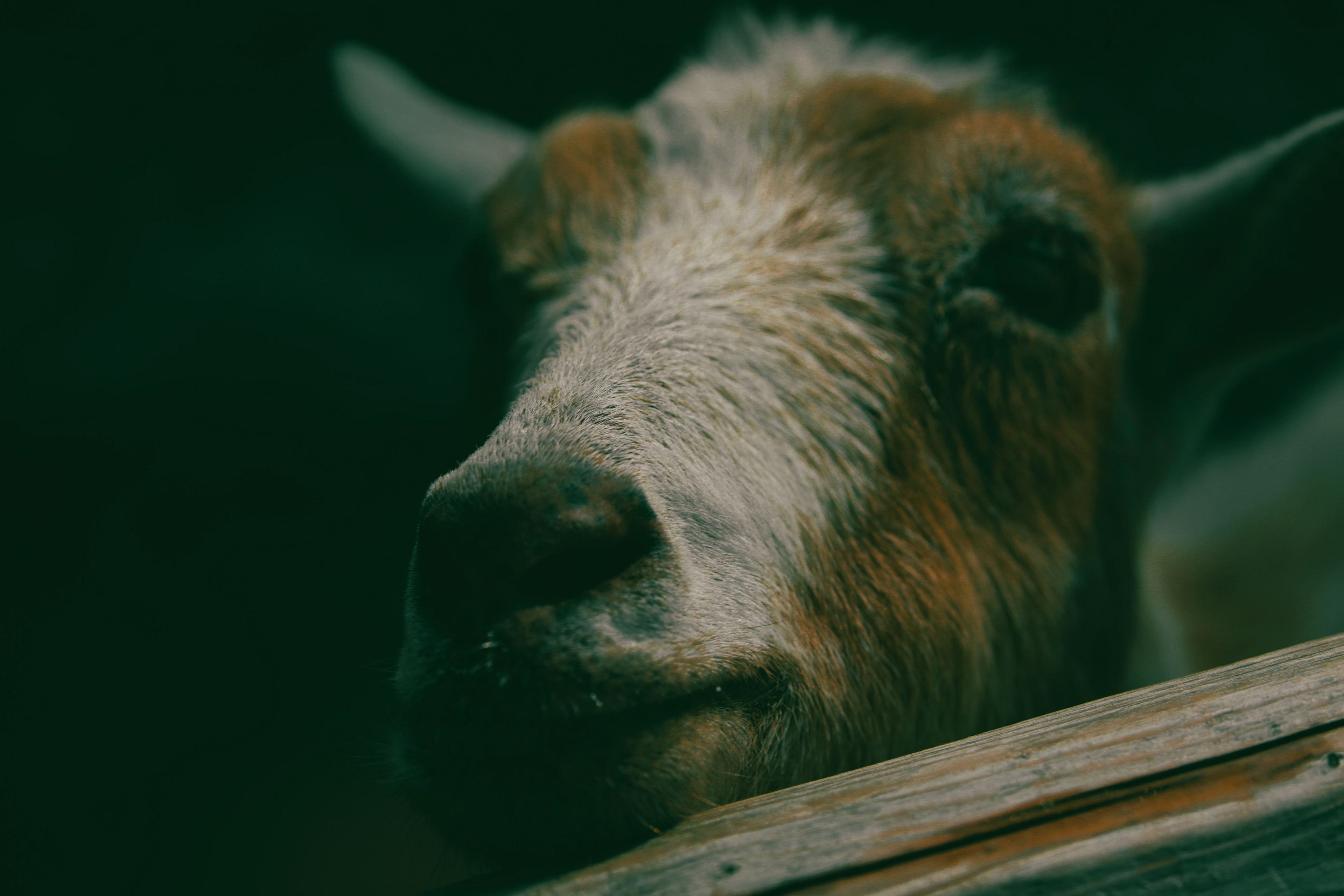 Zoo Stills