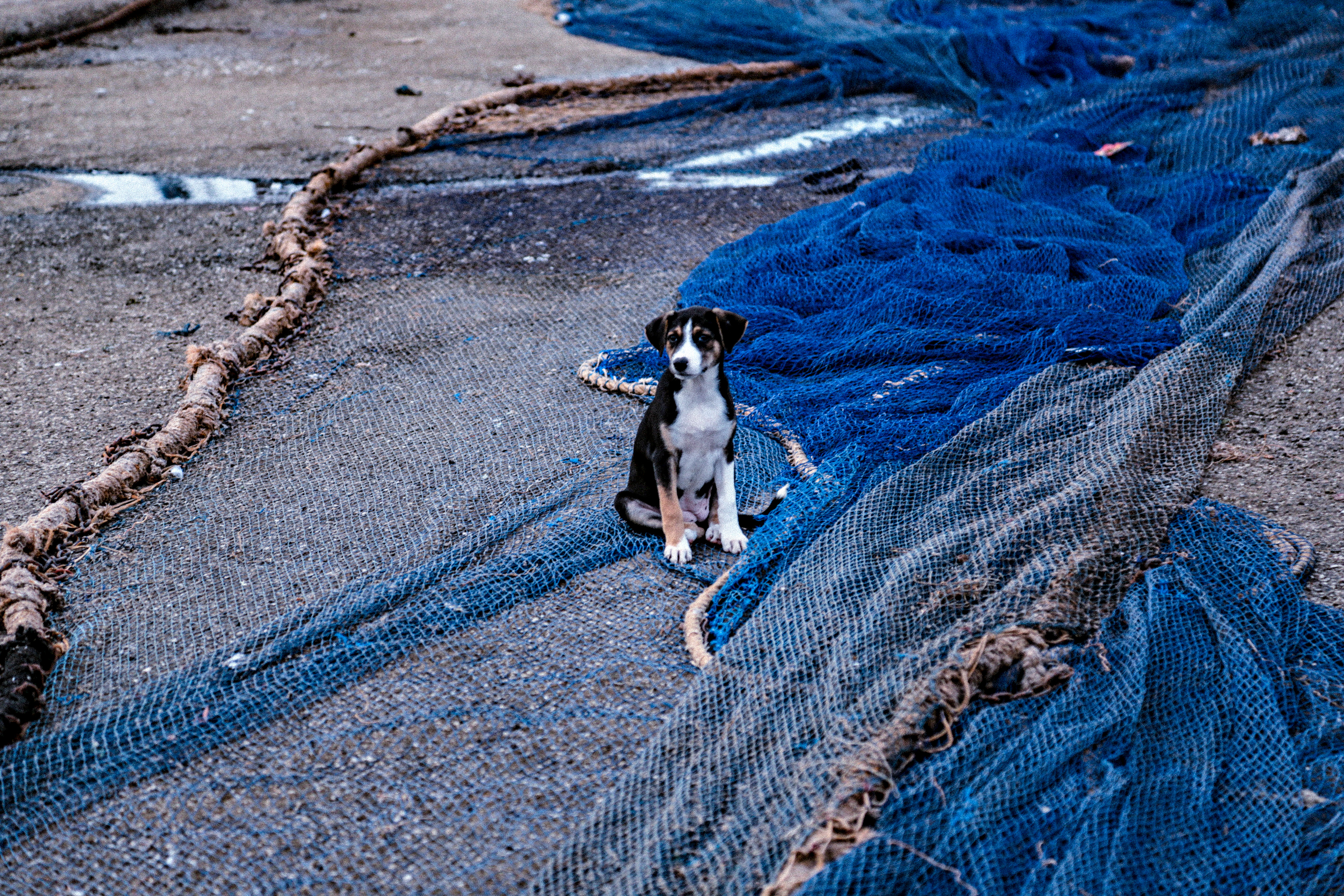 The Fisherman's Dog