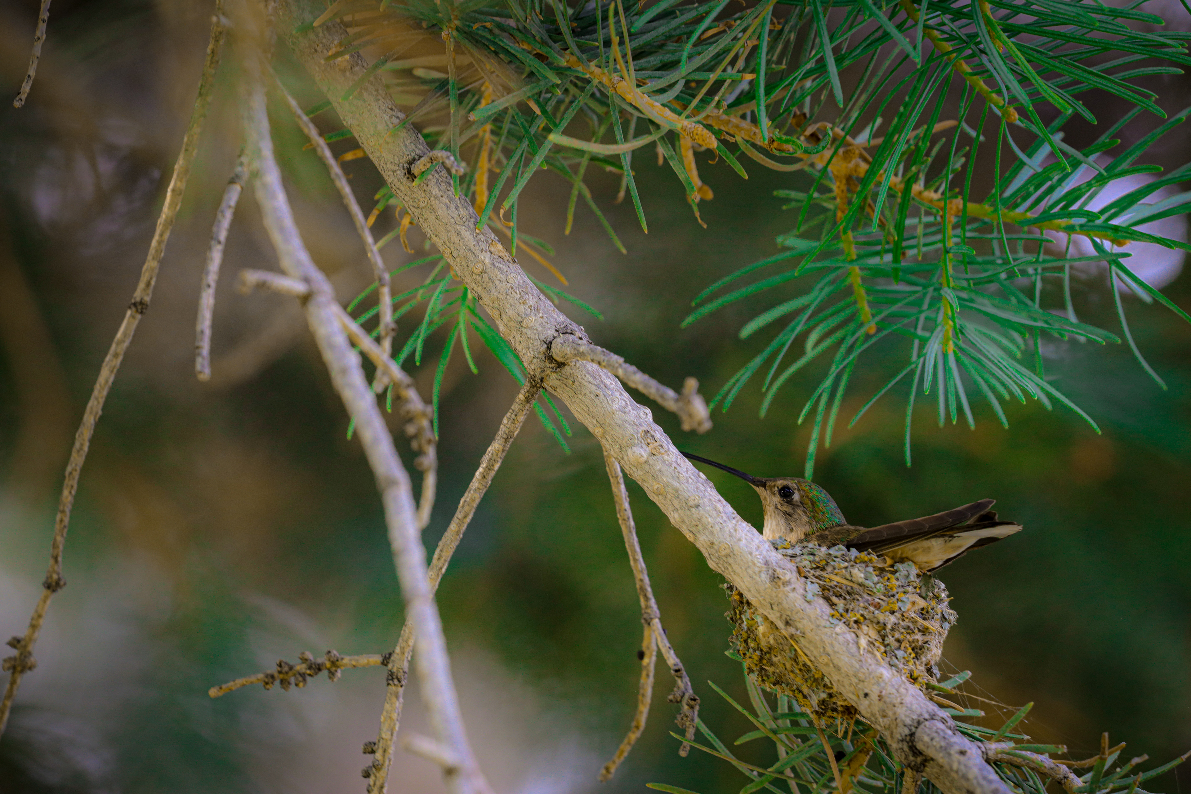 The Hummingbird that Survived the Storm