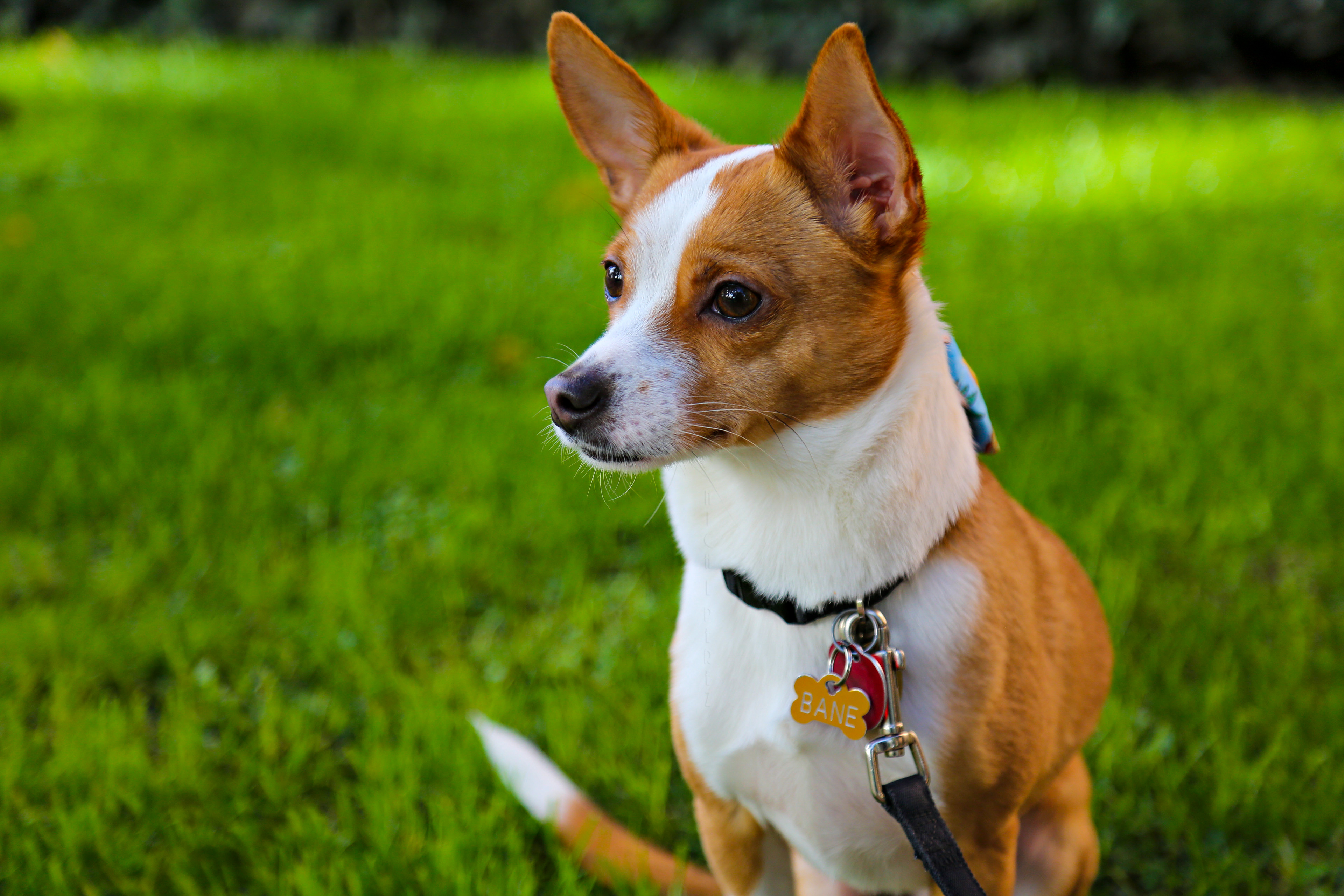 Bane on natural mode, behind the scenes of "Philosophical Approach to Enlightenment"