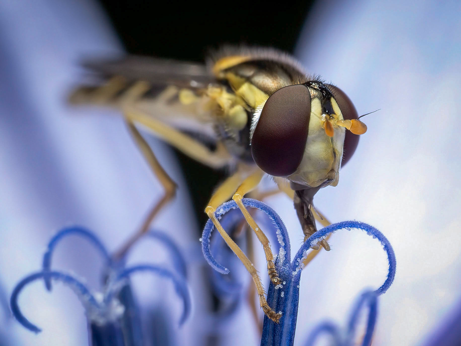 Sphaerophoria scripta