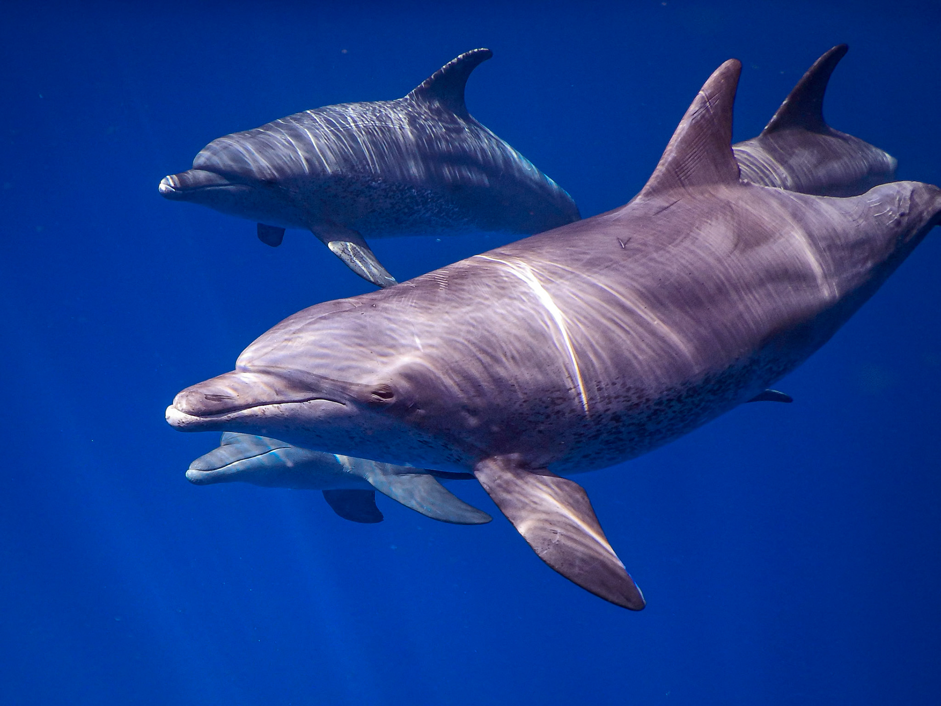 Tursiops tursiops
