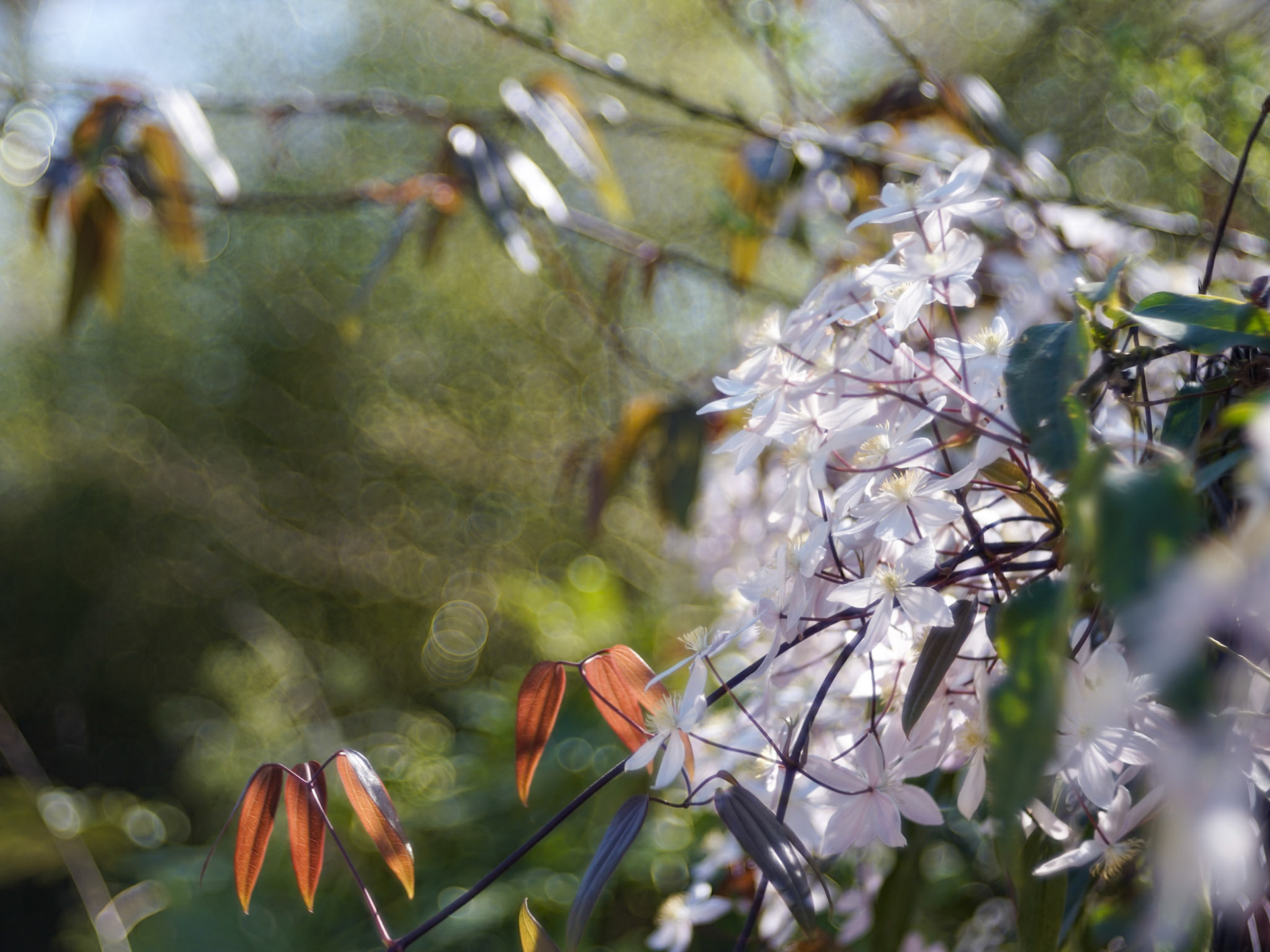 Meyer Gorlitz Trioplan 100/2.8